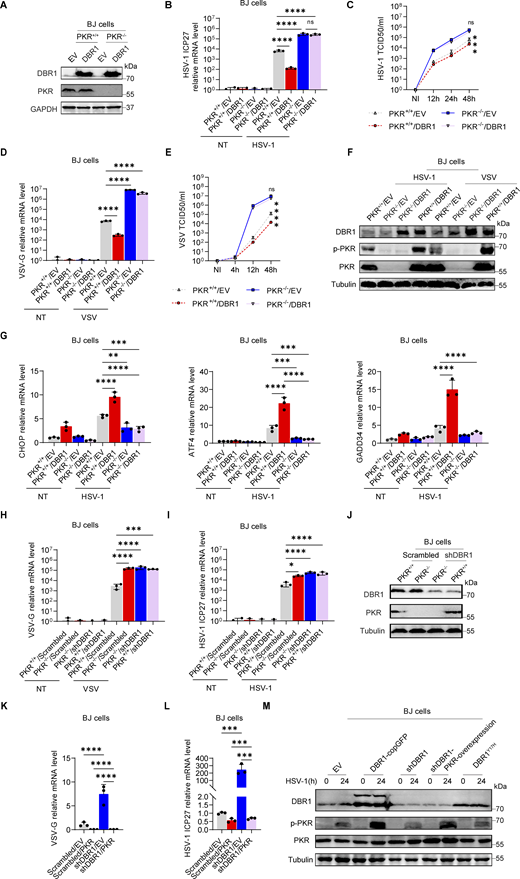 PKR is required for the antiviral activity of DBR1. (A) PKR+/+ and PKR−/− BJ cells were transduced with EV or DBR1, followed by WB for indicated antibodies. GAPDH was used as a loading control. Data shown are representative of three independent experiments. (B) PKR+/+ and PKR−/− BJ cells were transduced with EV or DBR1 and infected with HSV-1 at an MOI of 0.5, followed by quantification of virus replication by RT-qPCR. Data representative of three independent experiments. Graphs depict the mean with SD and points represent biological replicates. Statistical analysis was performed with one-way ANOVA with Dunnett’s multiple comparisons test. NS, not significant, ****, P < 0.0001. (C) Similar to B, except the supernatant was collected at different time points for viral titration. Data representative of three independent experiments. Graphs depict the mean with SD, and points represent biological replicates. Statistical analysis was performed with one-way ANOVA with Dunnett’s multiple comparisons test. NS, not significant, ***, P < 0.001. (D) Similar to B, except the cells were infected with VSV at an MOI of 0.1 (n = 3 for each group). Data representative of three independent experiments. Graphs depict the mean with SD, and points represent biological replicates. Statistical analysis was performed with one-way ANOVA with Dunnett’s multiple comparisons test. ****, P < 0.0001. (E) Similar to C, except the cells were infected with VSV at an MOI of 0.1. Data are representative of three independent experiments. Graphs depict the mean with SD and points represent biological replicates. Statistical analysis was performed with one-way ANOVA with Dunnett’s multiple comparisons test. NS, not significant, ****, P < 0.0001. (F) Similar to B and D except that the cells were analyzed by WB for the indicated antibodies. Tubulin was used as a loading control. Data shown are representative of three independent experiments. (G) Similar to B except that expression of the indicated ISRs was detected by RT-qPCR. Data representative of three independent experiments. Graphs depict mean with SD, and points represent biological replicates. Statistical analysis was performed with one-way ANOVA with Dunnett’s multiple comparisons test. **, P < 0.01; ***, P < 0.001; ****, P < 0.0001. (H and I) PKR+/+ and PKR−/− BJ cells were transduced with scrambled shRNA or shDBR1 and infected with VSV MOI = 0.1 (H) or HSV-1-GFP MOI = 0.5 (I), followed by quantification of virus replication by RT-qPCR. Data representative of three independent experiments. Graphs depict the mean with SD and points represent biological replicates. Statistical analysis was performed with one-way ANOVA with Dunnett’s multiple comparisons test. *, P < 0.05; ***, P < 0.001; ****, P < 0.0001. (J) PKR+/+ and PKR−/− BJ cells were transduced with scrambled shRNA or shDBR1, and WB was then performed to detect the indicated proteins. Tubulin was used as a loading control. Data shown are representative of three independent experiments. (K and L) BJ cells transduced with the scrambled control or shDBR1 cells together with EV or PKR overexpression were infected with VSV-GFP (MOI: 0.1) (K), or HSV-1-GFP (MOI: 0.5) (L) for 24 h, followed by quantification of virus replication by RT-qPCR (n = 3 for each group). Data representative of three independent experiments. Graphs depict the mean with SD and points represent biological replicates. Statistical analysis was performed with one-way ANOVA with Dunnett’s multiple comparisons test. ***, P < 0.001; ****, P < 0.0001. (M) Similar to L, except that the cells overexpressing DBR1-copGFP and DBR1Y17H were also included, and the indicated proteins were detected by WB. Tubulin was used as a loading control. Data shown are representative of three independent experiments. Source data are available for this figure: SourceData F3.