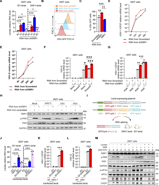 RNA lariats inhibit PKR activation and weaken cellular antiviral activity. (A) HEK293T cells were transfected with 1 µg/ml RNA purified from shDBR1 HEK293T cells, and ID1 and DKK1 lariat RNA levels were determined by RT-qPCR. Data representative of three independent experiments. Graphs depict the mean with SD and points represent biological replicates. Statistical analysis was performed with one-way ANOVA with Dunnett’s multiple comparisons test. NS, not significant, **, P < 0.01; ***, P < 0.001. (B and C) HEK293T cells were transfected with 1 µg/ml RNA purified from HEK293T cells transduced with the scrambled shRNA, shDBR1, or DBR1 for 2 h and were then infected with VSV-GFP at a MOI of 0.01 for 24 h. Flow cytometry was then performed to analyze viral GFP levels. Data representative of three independent experiments. Graphs depict the mean with SD and points represent biological replicates. Statistical analysis was performed with one-way ANOVA with Dunnett’s multiple comparisons test. **, P < 0.01; ***, P < 0.001. (D and E) HEK293T cells were transfected with 1 µg/ml RNA purified from HEK293T cells transduced with scrambled shRNA or shDBR1 for 2 h and infected with HSV-1 at an MOI of 0.1 (D) or VSV at a MOI of 0.01 (E) for various time points, followed by quantification of virus replication by RT-qPCR. Data representative of three independent experiments. Graphs depict the mean with SD and points represent biological replicates. (F) HEK293T cells were transfected with 0.8 µg/ml RnaseR-digested RNA purified from HEK293T cells transduced with scrambled control shRNA or shDBR1, and then infected with VSV at a MOI of 0.01 for 24 h, followed by quantification of virus replication by RT-qPCR. Data representative of three independent experiments. Graphs depict the mean with SD and points represent biological replicates. Statistical analysis was performed with one-way ANOVA with Dunnett’s multiple comparisons test. *, P < 0.05; ***, P < 0.001. (G) HEK293T PKR+/+ and PKR−/− cells were transfected with 0.8 µg/ml RnaseR-digested RNA purified from HEK293T cells transduced with scrambled control shRNA or shDBR1, and infected with HSV-1 at a MOI of 0.1 for 24 h, followed by quantification of virus replication by RT-qPCR. Data representative of three independent experiments. Graphs depict the mean with SD and points represent biological replicates. Statistical analysis was performed with one-way ANOVA with Dunnett’s multiple comparisons test. NS, not significant, **, P < 0.01; ***, P < 0.001. (H) HEK293T cells were transfected with 1 µg/ml RNA purified from HEK293T cells transduced with scrambled control shRNA, shDBR1, or DBR1, and stimulated with polyI:C or infected with HSV-1 at an MOI of 0.5 or VSV at a MOI of 0.1 for 24 h. Cell lysates were detected by WB with the indicated antibodies. GAPDH was used as a loading control. Data shown are representative of three independent experiments. (I) Diagram of RNA lariat-expressing plasmid design. This graph is created in BioRender. Ru, S. (2024) https://BioRender.com/u76g969. (J) HEK293T cells were transfected with the lariat-expressing plasmids for 24 h, and lariat RNA ID1 and DKK1 levels were measured by RT-qPCR. Data representative of three independent experiments. Graphs depict the mean with SD and points represent biological replicates. Statistical analysis was performed with one-way ANOVA with Dunnett’s multiple comparisons test. NS, not significant, ***, P < 0.001; ****, P < 0.0001. (K and L) HEK293T cells were transfected with lariat-expressing plasmids for 24 h; they were then infected with HSV-GFP (MOI: 0.5) (K) or VSV-GFP (MOI: 0.1) (L) and viral gene expression was quantified by RT-qPCR. Data representative of three independent experiments. Graphs depict the mean with SD and points represent biological replicates. Statistical analysis was performed with one-way ANOVA with Dunnett’s multiple comparisons test. ***, P < 0.001. (M) HEK293T cells were transfected with lariat ID1 or lariat DKK1 plasmids together with or without PKR overexpression. Cells were then stimulated with polyI:C and WB was then performed with the indicated antibodies. GAPDH was used as a loading control. Data shown are representative of three independent experiments. Source data are available for this figure: SourceData F4. Refer to the image caption for details.