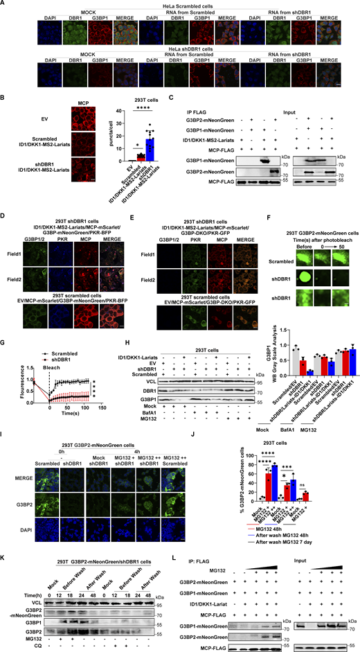 RNA lariats interact with G3BP protein, impairing SG function and G3BP protein stability. (A) Extracted RNA from HEK293T cells transduced with shDBR1/ID1/DKK1-lariats or control cells was used to transfect HeLa cells transduced with the scrambled shRNA or shDBR1 for 24 h; fluorescence imaging was then performed for the indicated markers. Scale bar, 20 µm. Data shown are representative of three independent experiments. (B) Lariat imaging with MCP-mScarlet and puncta quantification in HEK293T cells (n = 12 for each group). Scale bar, 20 µm. Data representative of three independent experiments. Graphs depict mean with SD, and points represent biological replicates. Statistical analysis was performed with one-way ANOVA with Dunnett’s multiple comparisons test. *, P < 0.05; ****, P < 0.0001. (C) WB with the indicated antibodies following immunoprecipitation with the anti-FLAG (MCP) antibody on lysates from HEK239T cells in an overexpression system. Data shown are representative of three independent experiments. (D) HEK293T cells with ID1/DKK1-MS2-Lariats/MCP-mScarlet/G3BP-mNeonGreen/PKR-BFP/shDBR1 overexpression were imaged with the indicated fluorescence markers. Scale bar, 20 µm. Data shown are representative of three independent experiments. (E) HEK293T G3BP DKO cells with ID1/DKK1-MS2-Lariats/MCP-mScarlet/PKR-GFP/shDBR1 overexpression were imaged with indicated fluorescence markers. Scale bar, 20 µm. Data shown are representative of three independent experiments. (F and G) FRAP assay to detect the fluorescence recovery of G3BP2-mNeonGreen 3 days after shRNA transduction. Scale bars, 5 µm (F). Data representative of three independent experiments. Graphs depict mean with SD, and points represent biological replicates. (H) HEK293T cells transduced with shDBR1 or shDBR1/ID1-DKK1-lariat were treated with MG132 or BafA1, and WB was then performed to detect the indicated proteins, followed by relative G3BP1 quantification of three independent experiments. VCL was used as a loading control. Data shown are representative of three independent experiments. Graphs depict mean with SD, and points represent biological replicates. (I) MG132 was incubated for 4 h with HEK293T G3BP2-mNeonGreen cells transduced with the scrambled shRNA or shDBR1. Fluorescence imaging was then performed for the indicated markers. Scale bar, 20 µm. Data shown are representative of three independent experiments. (J) FACS detection of G3BP2-mNeonGreen protein before and after treatment with MG132. Data representative of three independent experiments. Graphs depict mean with SD, and points represent biological replicates. Statistical analysis was performed with one-way ANOVA with Dunnett’s multiple comparisons test. NS, not significant, *, P < 0.05; ***, P < 0.001; ****, P < 0.0001. (K) MG132 or CQ was incubated with HEK293T G3BP2-mNeonGreen cells transduced with the scrambled shRNA or shDBR1, and HEK293T G3BP2-mNeonGreen cells. VCL (H and K) was used as a loading control. Data shown are representative of three independent experiments. (L) WB with the indicated antibodies following MG132 treatment and immunoprecipitation with an anti-FLAG (MCP) antibody on lysates of HEK293T cells in a stable overexpression system. Data shown are representative of three independent experiments. Source data are available for this figure: SourceData F6. Refer to the image caption for details.