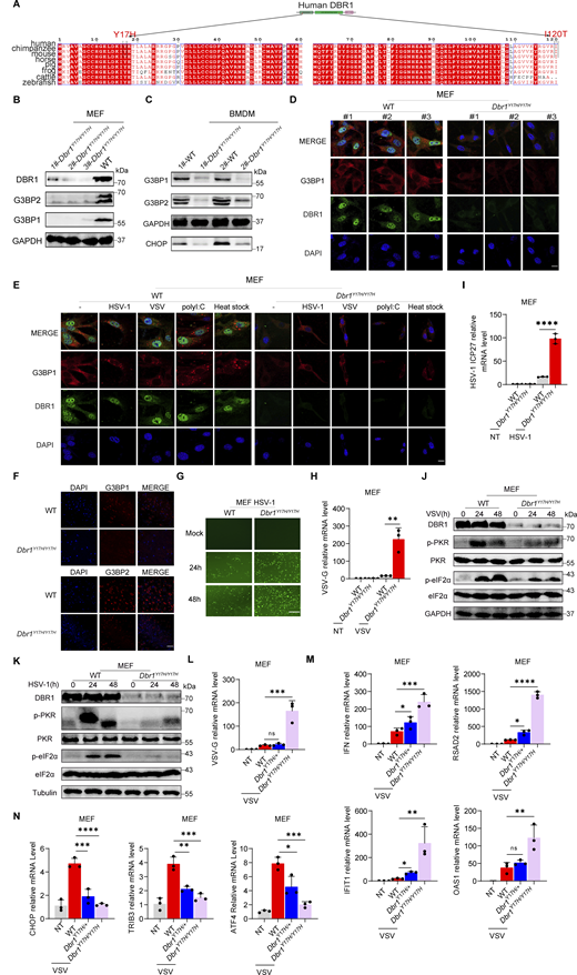 DBR1 is essential for G3BP protein stability and antiviral effect in vitro. (A) Alignment of the N-terminal sequences of the DBR1 proteins of the indicated species. (B) WB detection with the indicated antibodies in MEFs. GAPDH was used as a loading control. Data shown are representative of three independent experiments. (C) WB detection with the indicated antibodies in BMDMs. GAPDH was used as a loading control. Data shown are representative of three independent experiments. (D) Fluorescence detection of the indicated markers in MEF cells. Scale bars, 20 µm. Data shown are representative of three independent experiments. (E) WT and Dbr1Y17H/Y17H MEFs were infected with VSV (MOI: 0.1) or HSV-1 (MOI: 0.5) for 24 h, stimulated with polyI:C (2 µg/ml) for 5 h or incubated at 43°C for 40 min; fluorescence imaging was then performed for the indicated markers. Scale bars, 20 µm. Data shown are representative of three independent experiments. (F) Detection of fluorescent immunostaining for the indicated markers in WT and Dbr1Y17H/Y17H mouse brain sections. Scale bars, 50 µm. Data shown are representative of three independent experiments. (G) Fluorescence imaging of WT and Dbr1Y17H/Y17H MEFs infected with HSV-1-GFP (MOI: 0.5) for various time points. Scale bars, 10 0 µm. Data shown are representative of five independent experiments. (H and I) WT and Dbr1Y17H/Y17H MEFs were infected with VSV at a MOI of 0.1 (H) or HSV-1 at a MOI of 0.5 (I) for 36 h. RT-qPCR was then performed to detect the expression of the indicated viral genes. Statistical analysis was performed with one-way ANOVA with Dunnett’s multiple comparisons test. ****, P < 0.0001. Data representative of three independent experiments. Graphs depict mean with SD, and points represent biological replicates. (J and K) Similar to H and I, except that WB was performed with the indicated antibodies after infection with VSV (J) or HSV-1 (K). Tubulin (K) or GAPDH (J) was used as a loading control. Data shown are representative of three independent experiments. (L–N) WT, Dbr1Y17H/+, and Dbr1Y17H/Y17H MEFs were infected with VSV (MOI: 0.1) for 24 h, and RT-qPCR was then performed to detect expression of the indicated genes. Statistical analysis was performed with one-way ANOVA with Dunnett’s multiple comparisons test. NS, not significant, *, P < 0.05; **, P < 0.01; ***, P < 0.001; ****, P < 0.0001. Data representative of three independent experiments. Graphs depict mean with SD, and points represent biological replicates. Source data are available for this figure: SourceData F7. Refer to the image caption for details.