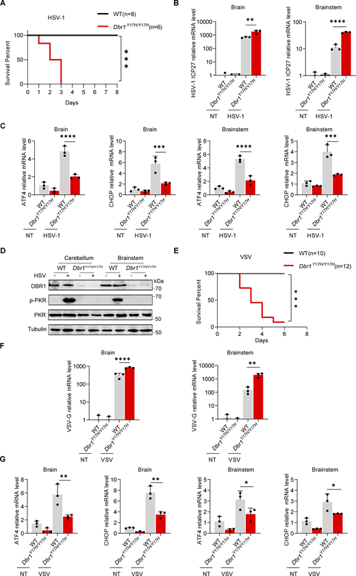 DBR1 is crucial for PKR activation and antiviral responses in vivo. (A) Survival curve of WT (n = 8). and Dbr1Y17H/Y17H (n = 6) mice after intravenous inoculation with HSV-1 at a dose of 3.6 × 105 PFU/g body weight. Data representative of three independent experiments. Statistical analysis for mouse survival was performed with Kaplan–Meier tests. ***, P < 0.001. (B–D) WT and Dbr1Y17H/Y17H mice were sacrificed 3.5 days after intravenous inoculation with HSV-1 (3.6 × 105 PFU/g body weight). Brain tissues were collected, and RT-qPCR was performed to analyze the expression of viral genes (B) and the indicated ISR genes (C). Data representative of three independent experiments. Graphs depict the mean with SD and points represent biological replicates. Statistical analysis was performed with one-way ANOVA with Dunnett’s multiple comparisons test. **, P < 0.01; ***, P < 0.001; ****, P < 0.0001. WB with the indicated antibodies was used to assess protein levels (D). Data shown are representative of three independent experiments. (E) Survival curves of WT (n = 10) and Dbr1Y17H/Y17H (n = 12) mice after intravenous inoculation with VSV (106 PFU/g body weight). Data representative of three independent experiments. Statistical analysis for mouse survival was performed with Kaplan–Meier tests. ***, P < 0.001. (F and G) WT and Dbr1Y17H/Y17H mice were sacrificed 3.5 days after intravenous inoculation with VSV (106 PFU/g body weight). Brain tissues were collected, and RT-qPCR was performed to analyze the expression of viral genes (F) and the indicated ISR genes (G). Data representative of three independent experiments. Graphs depict the mean with SD and points represent biological replicates. Statistical analysis was performed with one-way ANOVA with Dunnett’s multiple comparisons test. *, P < 0.05; **, P < 0.01; ****, P < 0.0001. Source data are available for this figure: SourceData F8. Refer to the image caption for details.