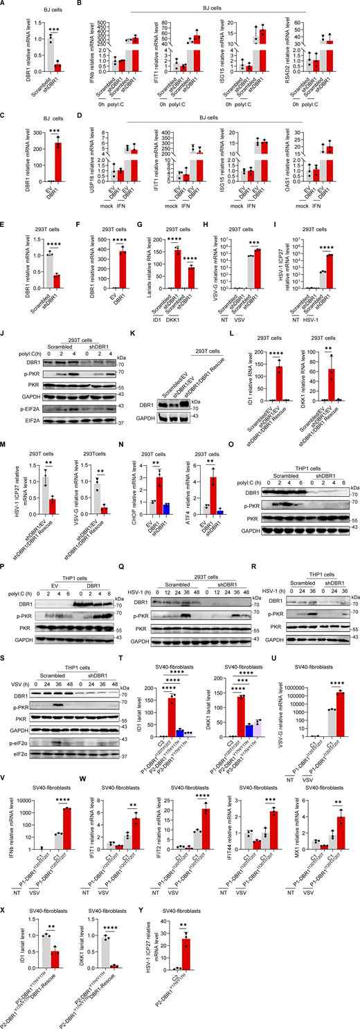 DBR1 regulates the activation of PKR and integrated stress response rather than IFN response. (A) RT-qPCR detection of DBR1 mRNA in BJ cells transduced with scrambled and shDBR1. Data representative of three independent experiments. Graphs depict mean with SD and points represent biological replicates. Statistical analysis was performed with t tests. ***, P < 0.001. (B) BJ cells with scrambled shRNA or shDBR1 were stimulated with polyI:C, followed by RT-qPCR analysis of the indicated IFN or ISGs. Data representative of three independent experiments. Graphs depict points that represent biological replicates. (C) RT-qPCR detection of DBR1 mRNA in BJ cells transduced with overexpressing DBR1 relative to control. Data representative of three independent experiments. Graphs depict mean with SD, and points represent biological replicates. Statistical analysis was performed with t tests. ***, P < 0.001. (D) BJ cells with EV or DBR1 overexpression were stimulated with IFNβ, followed by RT-qPCR analysis of EV and DBR1 BJ cells for expression of the indicated ISGs. Data representative of three independent experiments. Graphs depict points that represent biological replicates. (E) RT-qPCR detection of DBR1 mRNA in HEK293T cells transduced with scrambled and shDBR1. Data representative of three independent experiments. Graphs depict the mean with SD and points represent biological replicates. Statistical analysis was performed with unpaired t tests. ****, P < 0.0001. (F) RT-qPCR detection of DBR1 mRNA in HEK293T cells transduced with DBR1 relative to control. Data representative of three independent experiments. Graphs depict the mean with SD and points represent biological replicates. Statistical analysis was performed with t tests. ****, P < 0.0001. (G) RT-qPCR determination of ID1, DKK1 RNA lariat levels in HEK293T scrambled control and shDBR1 cells. Data representative of three independent experiments. Graphs depict mean with SD and points represent biological replicates. Statistical analysis was performed with one-way ANOVA with Dunnett’s multiple comparisons test. ****, P < 0.0001. (H and I) HEK293T scrambled control or shDBR1 cells were infected with VSV at an MOI of 0.1 (H) or HSV-1 at an MOI of 0.5 (I) for 24 h, and viral replication was then detected by RT-qPCR. Data representative of three independent experiments. Graphs depict the mean with SD and points represent biological replicates. Statistical analysis was performed with one-way ANOVA with Dunnett’s multiple comparisons test. ****, P < 0.0001. (J) HEK293T cells transfected with the scramble shRNA or shDBR1 were stimulated with polyI:C (1 µg/ml), followed by WB for indicated proteins. Tubulin was used as a loading control. Data shown are representative of three independent experiments. (K and L) HEK293T cells transduced with the scrambled shRNA, shDBR1, or shDBR1 with DBR1 for rescue were analyzed by WB with the indicated antibodies (K). GAPDH was used as a loading control. Data shown are representative of three independent experiments. RT-qPCR for RNA lariat detection (L). Data representative of three independent experiments. Graphs depict mean with SD, and points represent biological replicates. Statistical analysis was performed with one-way ANOVA with Dunnett’s multiple comparisons test. **, P < 0.01; ***, P < 0.001. (M) HEK293T cells transduced with shDBR1 or shDBR1 cells transduced with DBR1 for rescue were infected with HSV-1 (left) or VSV (right), and viral mRNA was then quantified by RT-qPCR. Statistical analysis was performed with unpaired t tests. **, P < 0.01. Data representative of three independent experiments. Graphs depict mean with SD, and points represent biological replicates. (N) RT-qPCR analysis of control, shDBR1-transduced and DBR1-overexpressing HEK293T cells for assessment of the expression of the indicated ISR genes. Data representative of three independent experiments. Graphs depict mean with SD, and points represent biological replicates. Statistical analysis was performed with one-way ANOVA with Dunnett’s multiple comparisons test. **, P < 0.01. (O) Stimulation with polyI:C (1 µg/ml) in THP-1 cells transduced with the scramble shRNA or shDBR1, followed by WB for indicated proteins. GAPDH was used as a loading control. Data shown are representative of three independent experiments. (P) THP1 cells transduced with EV or DBR1 were stimulated with polyI:C (1 µg/ml) and WB was then performed with the indicated antibodies. GAPDH was used as a loading control. Data shown are representative of three independent experiments. (Q) HEK293T cells transduced with the scrambled shRNA or shDBR1 were subjected to HSV-1 infection (MOI: 0.5) for various time points. WB was then performed with the indicated antibodies. GAPDH was used as a loading control. Data shown are representative of three independent experiments. (R and S) THP-1 cells transduced with the scrambled shRNA or shDBR1 were subjected to HSV-1 infection (MOI: 0.5) (R) or VSV infection (MOI: 0.1) (S) for various time points, followed by WB for the indicated proteins. GAPDH was used as a loading control. Data shown are representative of three independent experiments. (T) RT-qPCR quantification of ID1 and DKK1 RNA lariat levels in fibroblasts from the control and patients. Data representative of three independent experiments. Graphs depict mean with SD, and points represent biological replicates. Statistical analysis was performed with one-way ANOVA with Dunnett’s multiple comparisons test. ***, P < 0.001; ****, P < 0.0001. (U–W) Cells from the control and the patient were infected with VSV at a MOI of 0.1, and RT-qPCR was then performed for detection of the expression of viral genes (U), IFN and ISG genes (V and W). Data representative of three independent experiments. Graphs depict mean with SD, and points represent biological replicates. Statistical analysis was performed with one-way ANOVA with Dunnett’s multiple comparisons test. **, P < 0.01; ***, P < 0.001; ****, P < 0.0001. (X) Patient’s cells were rescued by transfection with DBR1, and RT-qPCR was then performed to assess ID1 and DKK1 lariat levels. Data representative of three independent experiments. Graphs depict mean with SD, and points represent biological replicates. Statistical analysis was performed with t tests. **, P < 0.01; ***, P < 0.001. (Y) Control and patient’s cells were infected with HSV-1 (MOI: 0.5), and viral mRNA was then quantified by RT-qPCR. Data representative of three independent experiments. Graphs depict mean with SD, and points represent biological replicates. Statistical analysis was performed with t tests. **, P < 0.01. Source data are available for this figure: SourceData FS1.