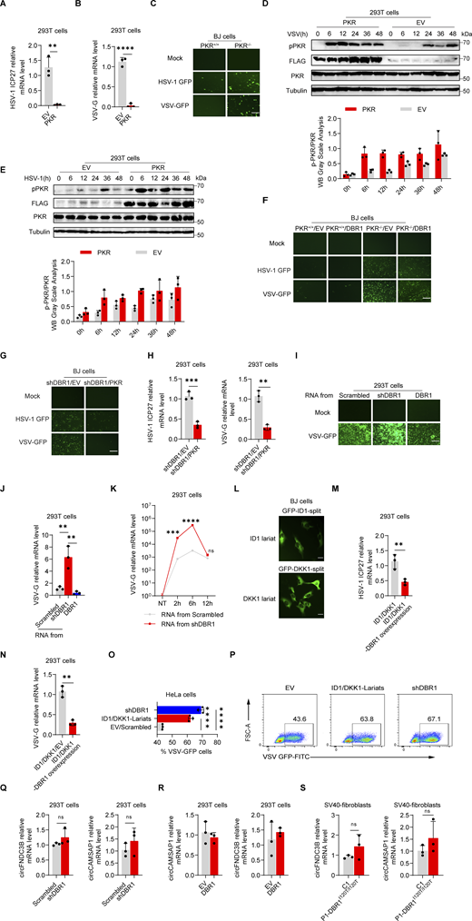DBR1 influences PKR antiviral function by modulating the level of RNA lariats. (A and B) HEK293T cells with or without PKR overexpression were infected with HSV-1-GFP at an MOI of 0.5 (A), or VSV at an MOI of 0.1 (B) for 24 h. RT-qPCR was performed to confirm viral infection. Data representative of three independent experiments. Graphs depict mean with SD, and points represent biological replicates. Statistical analysis was performed with t tests. **, P < 0.01; ****, P < 0.0001. (C) PKR+/+ and PKR−/− BJ cells were infected with VSV-GFP at an MOI of 0.1, or HSV-1-GFP at an MOI of 0.5 for 24 h, and fluorescence imaging was then performed. Scale bars, 100 µm. Data shown are representative of three independent experiments. (D and E) HEK293T cells transduced with EV or PKR were infected with VSV at an MOI of 0.1 (D), or HSV-1 at an MOI of 0.5 (E); WB was then performed with the indicated antibodies, followed by the p-PKR/PKR WB grayscale analysis of three independent experiments. Tubulin was used as a loading control. Data shown are representative of three independent experiments. Graphs depict the mean with SD and points represent biological replicates. (F) PKR+/+ and PKR−/− BJ cells were transduced with EV or DBR1 and infected with VSV-GFP (MOI: 0.1), or HSV-1-GFP (MOI: 0.5) for 24 h, and fluorescence imaging was then performed for viral GFP. Scale bars, 100 µm. Data shown are representative of three independent experiments. (G) shDBR1 BJ cells transduced with EV or PKR were infected with HSV-1-GFP at an MOI of 0.5, or VSV at an MOI of 0.1 for 24 h. Scale bars, 100 µm. Data shown are representative of three independent experiments. (H) shDBR1 HEK293T cells transduced with EV or PKR were infected with HSV-1-GFP at an MOI of 0.1 for 24 h or VSV at an MOI of 0.1, RT-qPCR was then performed to detect the expression of viral genes. Data representative of three independent experiments. Graphs depict mean with SD and points represent biological replicates. Statistical analysis was performed with unpaired t tests. **, P < 0.01; ***, P < 0.001. (I and J) RNA was extracted from HEK293T cells transduced with scrambled shRNA, shDBR1, or DBR1. The purified RNA was then used to transfect HEK293T cells for 4 h. Cells were infected with VSV at an MOI of 0.01 for 24 h. Viral titers were assessed by fluorescence imaging (I). Scale bars, 100 µm. Data shown are representative of three independent experiments. Viral titers were assessed RT-qPCR (J). Data representative of three independent experiments. Graphs depict mean with SD, and points represent biological replicates. Statistical analysis was performed with one-way ANOVA with Dunnett’s multiple comparisons test. **, P < 0.01. (K) HEK293T cells were transfected with 1 µg/ml RNA purified from HEK293T cells transduced with the scrambled control shRNA, or shDBR1 for different time periods, and were then infected with VSV-GFP at a MOI of 0.01 for 24 h. And the viral gene expression was quantified by RT-qPCR. Data representative of three independent experiments. Graphs depict mean with SD, and points represent biological replicates. Statistical analysis was performed with unpaired t tests one-way ANOVA with Dunnett’s multiple comparisons test. NS, not significant, ***, P < 0.001; ****, P < 0.0001. (L) Diagram of RNA lariat-expressing plasmid design and fluorescence imaging. Scale bars, 20 µm. Data shown are representative of three independent experiments. (M and N) HEK293T cells expressing ID1/DKK1-Lariats or ID1/DKK1-Lariats/DBR1 were infected with HSV-1 at an MOI of 0.05 (M) or VSV at an MOI of 0.01 (N), and viral replication was then determined by RT-qPCR. Data representative of three independent experiments. Graphs depict mean with SD, and points represent biological replicates. Statistical analysis was performed with t tests. **, P < 0.01. (O and P) HeLa cells transduced with the scrambled control, shDBR1, or ID1/DKK1-Lariats were infected with VSV at an MOI of 0.1 for 24 h, and the viral GFP was then detected by FACS. Data representative of three independent experiments. Graphs depict mean with SD, and points represent biological replicates. Statistical analysis was performed with one-way ANOVA with Dunnett’s multiple comparisons test. ****, P < 0.0001. (Q and R) RT-qPCR assays for circRNA quantification in HEK293T cells transduced with shDBR1 (Q) or DBR1 (R) cells relative to control. Statistical analysis was performed with unpaired t tests. NS, not significant. Data representative of three independent experiments. Graphs depict mean with SD, and points represent biological replicates. (S) RT-qPCR assays for circRNA in cells from patients relative to controls. Statistical analysis was performed with unpaired t tests. NS, not significant. Data representative of three independent experiments. Graphs depict mean with SD, and points represent biological replicates. Source data are available for this figure: SourceData FS2. Refer to the image caption for details.