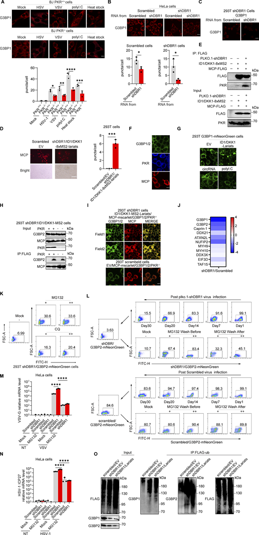 The stability of the G3BP protein is compromised by RNA lariats. (A) PKR+/+ and PKR−/− BJ cells were infected with VSV at an MOI of 0.01, or HSV-1-GFP at an MOI of 0.5 for 24 h, stimulated with polyI:C (2 µg/ml) for 5 h or heat stressed at 43°C for 40 min; immunofluorescence analysis was then performed for G3BP1. Scale bars, 20 µm. Data representative of three independent experiments. Graphs depict mean with SD, and points represent biological replicates. Statistical analysis was performed with one-way ANOVA with Dunnett’s multiple comparisons test. *, P < 0.05; **, P < 0.01; ***, P < 0.001; ****, P < 0.0001. (B) WT and shDBR1-transduced cells were transfected with lariat RNA for 8 h; immunofluorescence analysis was then performed for G3BP1-SGs. Scale bars, 20 µm. Data representative of three independent experiments. Graphs depict the mean with SD and points represent biological replicates. Statistical analysis was performed with unpaired t tests. *, P < 0.05. (C) Lariat RNA was used to transfect shDBR1 HEK293T cells, and immunofluorescence analysis was then performed for G3BP1. Scale bars, 20 µm. Data representative of three independent experiments. (D) Fluorescence analysis of MCP (red) in HEK293T cells transfected with ID1/DKK1-8xMS2 -lariats (left). The percentage of cells with MCP and ID1/DKK1-8xMS2 -lariats foci was quantified (right), and at least 100 cells from each group were analyzed (n = 3 for each group). Scale bars, 50 µm. Data representative of six independent experiments. Graphs depict the mean with SD and points represent biological replicates. Statistical analysis was performed with unpaired t tests. ***, P < 0.001. (E) WB with the indicated antibodies following immunoprecipitation with an anti-FLAG (MCP) antibody on lysates of HEK293T cells in an overexpression system. Data representative of three independent experiments. (F) HEK293T cells were transfected with G3BP1/2-mNeonGreen, PKR-BFP or MCP-mScarlet separately, followed by immunofluorescence imaging. Scale bars, 20 µm. Data representative of three at least six independent experiments. (G) HEK293T G3BP1-mNenonGreen cells were transfected with ID1/DKK1-lariats, circRNA (circFNDC3B and circCAMSAP1) or polyI:C stimulation, and the formation of G3BP1 puncta was detected by immunofluorescence. Scale bars, 20 µm. Data representative of three independent experiments. (H) WB with the indicated antibodies following IP with an anti-FLAG (MCP) antibody for lysates of HEK293T PKR+/+ and PKR−/− cells in a stable overexpression system. Data representative of three independent experiments. (I) HEK293T PKR−/− cells with ID1/DKK1-MS2-Lariats/MCP-mScarlet/G3BP- mNeonGreen/shDBR1 transduction were imaged for the indicated fluorescence markers. Scale bars, 20 µm. Data representative of at least six independent experiments. (J) SG component analysis (log fold change) of shDBR1 versus scrambled cells, following VSV infection G3BP1 IP and mass spectrometry. (K) HEK293T shDBR1/G3BP2-mNeonGreen cells were treated with the proteasome inhibitor MG132 and the autophagy inhibitor CQ for 18 h, and FACS was performed to assess G3BP2-mNeonGreen fluorescence recovery. Data shown are representative of three independent experiments. (L) FACS was performed to assess G3BP2-mNeonGreen fluorescence recovery before and after the treatment of HEK293T G3BP2-mNeonGreen, shDBR1/G3BP2-mNeonGreen cells with various concentrations of the proteasome inhibitor MG132. Data shown are representative of three independent experiments. (M and N) HeLa scrambled control or shDBR1 cells were treated with MG132 for 4 h, and then were infected with VSV at an MOI of 0.1 (M) or HSV-1 at an MOI of 0.5 (N) for 24 h, and viral replication was then detected by RT-qPCR. Data representative of three independent experiments. Graphs depict mean with SD, and points represent biological replicates. Statistical analysis was performed with one-way ANOVA with Dunnett’s multiple comparisons test. ****, P < 0.0001. (O) WB with the indicated antibodies following immunoprecipitation with an anti-FLAG-(Flag-UB) antibody for the lysates of HEK239T cells in an overexpression system. Data shown are representative of three independent experiments. Source data are available for this figure: SourceData FS4.