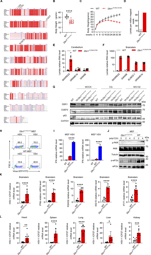 DBR1 deficiency increases susceptibility to viral infection in vitro and in vivo. (A) Alignment of the sequences of segments of the DBR1 protein between the species indicated. (B) Body weights of WT (n = 10) and Dbr1Y17H/Y17H (n = 12) mice at 4–5 mo. Statistical analysis was performed with t tests. ****, P < 0.0001. Graphs depict the mean with SD and points represent biological replicates. (C) Comparison of body weight changes in WT (n = 6) and Dbr1Y17H/Y17H (n = 6) mice from birth. Graphs depict points that represent biological replicates. (D) Lariat analysis of WT and Dbr1Y17H/Y17H MEF following RNAseq. Data shown are representative of two independent experiments. (E and F) RT-qPCR assessment of WT (n = 8) and Dbr1Y17H/Y17H (n = 8) RNA lariats expression in different mouse tissues. Data representative of three independent experiments. Graphs depict mean with SD, and points represent biological replicates. (G) After the treatment of WT and Dbr1Y17H/Y17H MEFs with MG132 and CQ for 6 h, G3BP2 was detected by WB. GAPDH was used as a loading control. Data shown are representative of three independent experiments. (H and I) WT and Dbr1Y17H/Y17H MEFs were infected with viruses (VSV-GFP at an MOI of 0.1, or HSV-1-GFP at an MOI of 0.5) for 24 h; FACS analysis was then performed for the analysis of viral GFP levels (H) and RT-qPCR was used to detect expression of the indicated genes (I). Data representative of three independent experiments. Graphs depict mean with SD and points represent biological replicates. Statistical analysis was performed with one-way ANOVA with Dunnett’s multiple comparisons test. ****, P < 0.0001. (J) WB analysis after the stimulation of MEFs with polyI:C (2 µg/ml). Tubulin was used as a loading control. Data shown are representative of three independent experiments. (K) WT and Dbr1Y17H/Y17H mice were inoculated with HSV-1 (3.6 × 105 PFU/g body weight) by injection into the tail vein, and RT-qPCR was performed to assess viral replication and ISG expression in the brainstem. Data representative of three independent experiments. Graphs depict the mean with SD and points represent biological replicates. Graph points represent mouse numbers. Statistical analysis was performed with t tests. ****, P < 0.0001. (L) RT-qPCR assessment of viral gene expression in various mouse tissues. Graph points represent mouse numbers. Data representative of three independent experiments. Graphs depict the mean with SD and points represent biological replicates. Statistical analysis was performed with t tests. *, P < 0.05; **, P < 0.01; ***, P < 0.001; ****, P < 0.0001. Source data are available for this figure: SourceData FS5. Refer to the image caption for details.