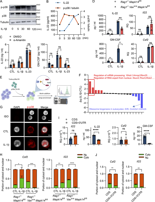 p38α promotes rapid cytokine production through regulating mRNA nuclear export in ILC3s. (A and B) ILC3s sorted from murine small intestine and colon (gated in 7-ADD−CD45lowCD90+) were treated with IL-1β at different time points. (A) Protein levels of total and phosphorylated p38α were shown. Tubulin was detected as a loading control. (B) IL-22 in the culture supernatant was examined by ELISA. The concentration of IL-22 and activation of p38α comparison in time course. (C) LPLs from the small intestine and colon lamina propria were pre-treated with or without α-Amanitin and then stimulated with IL-1β and IL-23 in vitro. The production of IL-22 and GM-CSF were detected by ELISA after 18 h stimulation. (D) ILC3s were sorted from the small intestine and colon LPLs of Rag1−/−Mapk14fl/fl and Rag1−/−VavicreMapk14fl/fl mice and then were stimulated with IL-1β and IL-23 for 18 h. The protein (left) and mRNA expression levels (right) of IL-22 and GM-CSF were examined by ELISA and qPCR. (E) The diagram of TurboID-based proximity labeling for capturing the p38α-interactome. (F) The GO differential analysis of p38α-interactome between control and IL-1β treatment group. (G) Representative immunofluorescence images of p-p38 in ILC3s. The sorted ILC3s (gated in 7-ADD−CD45lowCD90high) were stimulated with or without IL-1β for 5 min in vitro. Scale bars, 4 μm. (H) ILC3s (gated in 7-ADD−CD45lowCD90high) sorted from the small intestine and colon of Rag1−/−Mapk14fl/fl and Rag1−/−VavicreMapk14fl/fl mice were stimulated with or without IL-1β. The nuclear and cytosol mRNA were fractionated and the distribution of transcripts were analyzed by qPCR. The cytosol fractions in each group were compared for statistical analysis. (I and J) The vectors containing Il22/Csf2 CDS or CDS+3′UTR were delivered into 293T cells. (I) The mRNA and protein expression levels of IL-22 and GM-CSF were examined by qPCR (left) and ELISA (right). (J) The nuclear and cytosol mRNA were fractionated and analyzed by qPCR. Data are representative of one of two independent experiments (A–D and G–J). Each dot (C, D, and I) represents one biological replicate. Data are mean ± SEM and statistical significance was tested by two-tailed Student’s unpaired t test (C, D, and H–J), *P < 0.05, **P < 0.01, ***P < 0.001, ****P < 0.0001; ns, no significant difference. Source data are available for this figure: SourceData F3.
