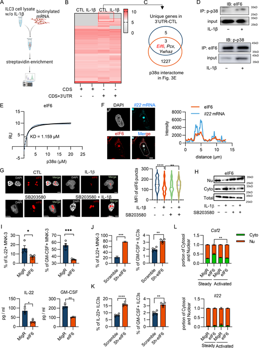 The IL-1β–p38α axis promotes mRNA nuclear export and protein production of ILC3 cytokines by disrupting the eIF6/mRNA paraspeckle. (A–C) The biotinylated Il22 CDS mRNAs with or without 3′UTRs were incubated with cell lysates from ILC3s treated with or without IL-1β, and then mRNA binding proteins were isolated and analyzed by MS. (A) The diagram of strategy for screening of IL-22 mRNA 3′UTR-interactome. (B) The mRNA-interactome identified by MS. (C) The Venn diagram shows the interactive analysis with the unique 3′UTR-interactome and TurboID-p38α-interactome. (D) Western blot analysis of the co-IP between p-p38α and eIF6 in MNK-3 cells treated with or without IL-1β. (E) The binding affinity between p38α and eIF6 was measured by Biacore SPR assay. eIF6 was attached to the CM-5 chips and the indicated flow phases were delivered to the Biscore system. (F) Representative images of immunofluorescent staining of eIF6 (red) and smFISH of Il22 mRNA (cyan) in MNK-3 cells. Line traces (white arrow in merged inset) of fluorescence intensity from images. Scale bars, 5 μm. (G) Representative immunofluorescence images of eIF6 (red) in MNK-3 cells after 2 h of IL-1β treatment with or without p38α inhibitor SB203580. The MFI of eIF6 puncta was analyzed by ImageJ. Scale bars, 5 μm. (H) Quantification of eIF6 protein in nuclear and cytosol of MNK-3 cells with or without IL-1β and SB203580 treatment. (I) eIF6-overexpressing MNK-3 cells were constructed via infection with eIF6-expressing retrovirus. IL-22 and GM-CSF production were examined by flow cytometry (top) and ELISA (bottom). (J) eIF6-knock-down MNK-3 cells were constructed via infection with retrovirus containing shRNA against eIF6. IL-22 and GM-CSF production were examined by flow cytometry. (K) eIF6 was knocked-down through retrovirus containing shRNA against eIF6 in p38α-deficient ILC3s. The protein expression of IL-22 and GM-CSF were examined by flow cytometry. (L) Control and eIF6-overexpressing MNK-3 cells were stimulated with IL-1β, IL-23 and PMA/ionomycin. The nuclear and cytosol mRNA were fractionated and analyzed by qPCR. Data are representative of one of two independent experiments (D–L). Each dot (I and K) represents one biological replicate. Dissociation-one phase decay is applied to fit KD (E). Data are mean ± SEM and statistical significance was tested by two-tailed Student’s unpaired t test (G and I–L), *P < 0.05, **P < 0.01, ***P < 0.001, ****P < 0.0001. Source data are available for this figure: SourceData F4. Refer to the image caption for details.