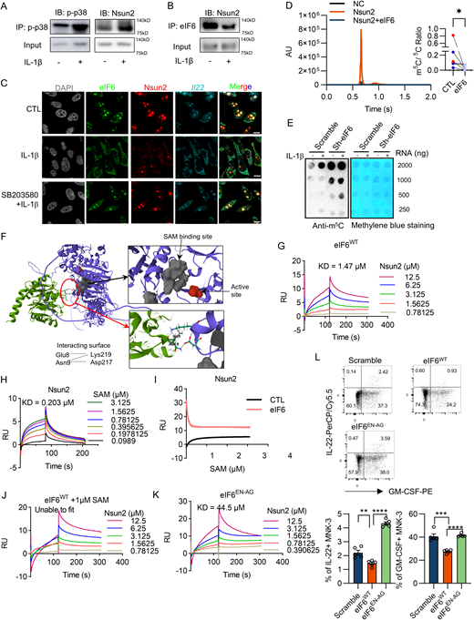 eIF6 prevents the nuclear export of cytokine mRNAs by inhibiting the methyltransferase activity of Nsun2 in ILC3s. (A and B) Western blot analysis of the co-IP between p-p38α and Nsun2 (A) or between eIF6 and Nsun2 (B) in MNK-3 cells treated with or without IL-1β. (C) Representative images of immunofluorescent staining of eIF6 (green), Nsun2 (red), and smFISH of Il22 mRNA (cyan) in MNK-3 cells stimulated with or without IL-1β and SB203580. Scale bars, 10 μm. (D) The Nsun2-mediated m5C assay with purified eIF6 and Nsun2 protein was conducted in vitro. The Il22 (red dot) or Csf2 (blue dot) mRNA was synthesized in vitro. Nsun2-mediated m5C modification on the cytokine transcripts with Nsun2 (red) or with Nsun2 plus eIF6 (blue) was performed. Then the mRNA was purified and digested to single nucleotide. The m5C modification was determined by HPLC-MS (left). The ratios of methylated cytosine to unmethylated cytosine were shown (right). Data are pooled from two independent experiments. (E) RNA dot blot analysis of mRNAs with m5C modification in control or eIF6-knocked-down MNK-3 cells with or without IL-1β stimulation. (F) The potential eIF6 (green)-Nsun2 (purple) interaction pattern predicted by AlphaFold2. The SAM binding pocket (gray) of Nsun2 and the interactive surface (ball and stick presented) are shown. The dash lines between amino acids indicate the hydrogenic bone of Nsun2/eIF6 complex. (G) The binding affinity between wild type eIF6 (eIF6WT) and Nsun2 was measured by Biacore SPR assay. eIF6WT was attached to the CM-5 chips and the indicated Nsun2 flow phase was delivered to the Biacore system. (H) The binding affinity between Nsun2 and SAM was measured by Biacore SPR assay. Nsun2 was attached to the CM-5 chips and the indicated SAM flow phase was delivered to the Biacore system. (I) The binding affinity between Nsun2 (fixed phase) and SAM in the presence of eIF6 was measured by Biacore SPR assay. (J) The binding affinity between eIF6WT (fixed phase) and Nsun2 in the presence of SAM was measured by Biacore SPR assay. (K) The binding affinity between mutant eIF6EN-AG (fixed phase) and Nsun2 was measured by Biacore SPR assay. (L) The control and WT or mutant eIF6-overexpression MNK-3 cells were activated and the cytokine production was analyzed by flow cytometry. Data are representative of one of two independent experiments (A–E and G–L). Each dot (D and L) represents one biological replicate. Biacore Insight Evaluation software (GE Healthcare) is applied to calculate the KD (G–K). Data are mean ± SEM and statistical significance was tested by two-tailed Student’s unpaired t test (L), two-tailed Student’s paired t test (D), *P < 0.05, **P < 0.01, ***P < 0.001, ****P < 0.0001. Source data are available for this figure: SourceData F5. Refer to the image caption for details.