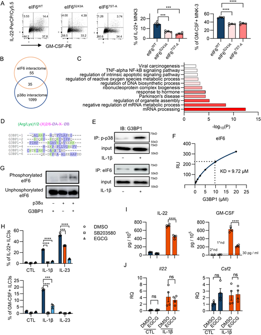 G3BP1 assists p38α in phosphorylating eIF6 and promotes ILC3 immune response. (A) MNK-3 cells were overexpressed with eIF6WT or mutant eIF6 (eIF6S243A and eIF67ST-A). The IL-22 and GM-CSF production was analyzed by flow cytometry. (B and C) eIF6-interactome were determined by immunoprecipitation with anti-eIF6 antibody followed by MS in ILC3s. (B) The Venn diagram shows the interactive analysis with the eIF6-interactome and TurboID-p38α-interactome. (C) The GO enrichment analysis of 35 proteins interacted with both eIF6 and p38α. (D) The p38α docking sequences in G3BP1. (E) Western blot analysis of the co-IP between p-p38α and G3BP1 or between eIF6 and G3BP in MNK-3 cells treated with or without IL-1β. (F) The binding affinity between G3BP1 and eIF6 (fixed phase) was measured by Biacore SPR assay. (G) eIF6 was incubated with p38α kinase buffer with or without G3BP1 protein in vitro. Western blot analysis of phosphorylated eIF6 following the kinase assay and Phos-tag SDS-PAGE. (H) The small intestine and colon LPLs from WT mice were pre-treated with EGCG and then stimulated with IL-1β or IL-23 for 4 h. The expression of IL-22 and GM-CSF in ILC3s (gated in eflour780−CD45lowCD90high) were analyzed by flow cytometry. (I and J) ILC3s sorted from the small intestine and colon LPLs of Rag1−/− mice were stimulated with IL-1β with or without EGCG for 18 h. The protein (I) and mRNA (J) expression levels of IL-22 and GM-CSF were examined by ELISA and qPCR. Data are representative of one of two independent experiments (A and E–J). Each dot (A and H–J) represents one biological replicate; Biacore Insight Evaluation software (GE Healthcare) is applied to calculated the KD (F). Data are mean ± SEM and statistical significance was tested by two-tailed Student’s unpaired t test (B and K), ***P < 0.001, ****P < 0.0001; ns, no significant difference. Source data are available for this figure: SourceData F7.