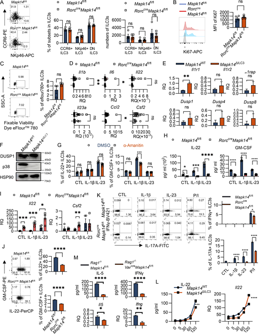 p38α regulates ILC3 cytokine production. (A–C) The colonic LPLs were isolated from naive RorccreMapk14fl/fl (n = 4) or Mapk14fl/fl (n = 4) littermate mice. Flow cytometry analysis of different subsets (A), cell proliferation by Ki67 (B), and cell viability by fixable cell viability dye (C) in ILC3s (gated in CD45+CD90+TCRβ−RORγt+) were shown. (D) 8-wk-old RorccreMapk14fl/fl and their littermates Mapk14fl/fl mice were given 3% DSS in drinking water for 6 days. The colon tissue was collected for RNA isolation and Il1b, Il6, Ccl2, Il23a, Csf2, and Il22 expression in DSS-treated RorccreMapk14fl/fl (n = 12) and Mapk14fl/fl (n = 7) were measured by qPCR. Each symbol represents an individual mouse from two pooled experiments. (E and F) ILC3s were sorted from the small intestinal and colonic LPLs of Rag1−/−Mapk14fl/fl and Rag1−/−VavicreMapk14fl/fl mice. (E) The mRNA expression of Il1r1, Il1r2, Il1rap, Dusp1, Dusp4, and Dusp8 was measured by qPCR. (F) The protein expression of DUSP1 was examined by western blot. HSP90 was detected as a loading control. (G) LPLs from the intestinal lamina propria were pre-treated with or without α-amanitin and then stimulated with IL-1β and IL-23 in vitro. The production of IL-22 and GM-CSF by ILC3s (gated in eflour780−CD45lowCD90high) were detected by flow cytometry. (H and I) LPLs from RorccreMapk14fl/fl and Mapk14fl/fl mice were stimulated with IL-1β or IL-23 for 18 h. The protein (H) and mRNA expression levels (I) of IL-22 and GM-CSF were examined by ELISA and qPCR. (J and K) LPLs from the small intestinal and colonic lamina propria of RorccreMapk14fl/fl or Mapk14fl/fl littermate mice were stimulated with IL-23 or PMA/Ionomycin in vitro. The production of IL-22 and GM-CSF (J) or IL-17A and IFNγ (K) by ILC3s (gating in eflour780−CD45lowCD90+) was analyzed by flow cytometry. (L) ILC3s were sorted from the small intestinal and colonic LPLs of Rag1−/−Mapk14fl/fl and Rag1−/−VavicreMapk14fl/fl mice and then were stimulated with IL-23 at different time points. The protein (left) and mRNA expression levels (right) of IL-22 were examined by ELISA and qPCR. (M) ILC2s (7-ADD−CD45+CD90+CD3−NK1.1−KLRG1+) and ILC1s (7-ADD−CD45+CD90+ CD3−NK1.1+KLRG1−) were sorted from small intestinal and colonic LPLs, and the expression of IL-5 in ILC2 (left) and IFNγ in ILC1 (right) at both protein (top) and mRNA (bottom) levels were evaluated by ELISA and qPCR. Data are representative of one of two independent experiments (A–C and E–M). Two experiments were pooled together (D). Each dot (A–D) represents one individual mouse. Each dot (G–I) represents one biological replicate. Data are mean ± SEM and statistical significance was tested by two-tailed Student’s unpaired t test; *P < 0.05, **P < 0.01, ***P < 0.001, ****P < 0.0001; ns, no significant difference. Source data are available for this figure: SourceData FS2. Refer to the image caption for details.