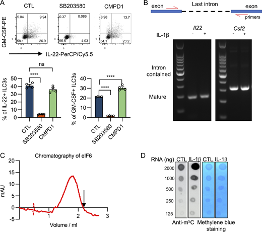 p38α regulates the cytokine expression in ILC3s through eIF6. (A) MK2 inhibition didn’t affect ILC3 cytokine production. LPLs were pretreated with SB203580 and CMPD1 and then stimulated with IL-1β in vitro. IL-22 and GM-CSF production by ILC3s (gated in eflour780−CD45lowCD90high) were examined by flow cytometry. Data are representative of one of two independent experiments. Data are mean ± SEM and statistical significance was tested by two-tailed Student’s unpaired t test; ****P < 0.0001; ns, no significant difference. (B) IL-1β treatment did not influence the IL-22 and GM-CSF mRNA splicing in ILC3s. The diagram for primer design to test maturation of Il22 and Csf2 mRNA. The mature or intron-contained premature mRNA was determined by RT-PCR and agarose gel electrophoresis. One of two independent experiments is shown. (C) The size exclusion chromatogram of purified eIF6. eIF6 displayed a significant advance in elution from the column compared with the predicted elution volume (indicated by arrow). One of two independent experiments is shown. (D) IL-1β promotes m5C modification in MNK-3 cells. RNA dot blot analysis of mRNAs with m5C modification in MNK-3 cells with or without IL-1β treatment. Total RNA was extracted from MNK-3 cells, crosslinked to the NC membrane, and detected by anti-m5C antibody. The data are representative of at least two independent experiments. Source data are available for this figure: SourceData FS3.