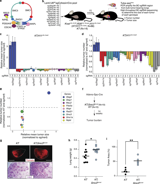 Inactivation of Stag2 and heterozygous inactivation of the cohesin subunit Smc3 uniquely increase lung tumor growth. (a) Schematic of the cohesin complex with subunits labeled. (b) Tumor initiation with a pool of Lenti-U6BCsgRNA/Cre vectors. Genotype and number of mice are indicated. Tuba-seqUltra was performed on each tumor-bearing lung 15 wk after tumor initiation, followed by analyses to quantify tumorigenesis. (c) Relative mean tumor size (normalized to sgInert). Mean ± 95% confidence intervals are shown. (d) Relative tumor number (normalized to KT and sgInert). Mean ± 95% confidence intervals are shown. (e) Relative tumor number (normalized to KT and sgInert) versus relative mean tumor size (normalized to sgInert). (f) Tumor initiation with Adeno-Spc-Cre in KT and KT;Smc3flox/+ mice. Mouse number is indicated. (g) Representative fluorescence and histology images of lung lobes from the indicated genotypes of mice. Top scale bars, 5 mm, and bottom scale bars, 1 mm. (h) Lung weights from KT and KT;Smc3flox/+ mice. Each dot represents a mouse and the bar is the mean. Data are representative of two independent experiments. (i) Percentage of Tomato-positive tumor area detected via histology. Each dot represents a mouse, and the bar is the mean. *P value <0.05, **P value <0.01, via unpaired t test. Raw values and significance of each effect are shown in Table S1.