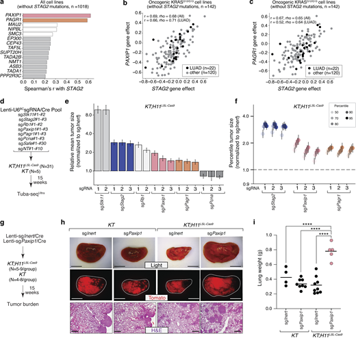 STAG2, PAXIP1, and PAGR1 effects are highly correlated in human cancer cell lines and PAXIP1/PAGR1 are tumor suppressive in KRAS-driven lung tumors in vivo. (a) Genes with the most correlated effects with STAG2 inactivation from the DepMap. Cell lines with STAG2 mutations were excluded. PAXIP1 and PAGR1 are colored bars. Core cohesin complex genes are white bars. (b and c) Gene effects for PAXIP1 and STAG2 inactivation (b) and for PAGR1 and STAG2 inactivation (c). Each dot represents a cell line with an oncogenic mutation at codons 12 or 13 of KRAS. Cell lines with STAG2 mutations were excluded. Lung adenocarcinoma (LUAD) cell lines are shown as black dots. Spearman’s r and Pearson rho for all cell lines and for LUAD cell lines are indicated. (d) Tumor initiation with a pool of barcoded Lenti-U6BCsgRNA/Cre Tuba-seqUltra vectors. Genotype and number of mice are indicated. Tuba-seqUltra was performed on each tumor-bearing lung 15 wk after tumor initiation, followed by analyses to quantify tumorigenesis. (e) Relative mean tumor size (normalized to sgInert). Mean ± 95% confidence intervals are shown. Dotted line indicates no effect. (f) Tumor sizes at the indicated percentiles for tumors with sgRNA targeting Stag2, Paxip1, or Pagr1 (normalized to sgInert) in KT;H11LSL-Cas9 mice. Each gene was targeted with three sgRNAs. Error bars indicate 95% confidence intervals. Dotted line indicates no effect. Data represents one replicate of two independent experiments. (g) Tumor initiation with the indicated Lenti-sgRNA/Cre vectors in separate cohorts of KT and KT;H11LSL-Cas9 mice. Number of mice in each group is indicated. Tumor burden was quantified 15 wk after tumor initiation. (h) Representative brightfield and fluorescence images of lung lobes and histology from the indicated groups of mice. Top scale bars and middle scale bars, 5 mm. Lower scale bars, 500 μm. (i) Lung weights of mice in each group. Each dot represents a mouse and the bar is the mean. ****P value <0.0001 by unpaired t test. Data represent one replicate of two independent experiments. Raw values and significance of each effect are shown in Table S2.