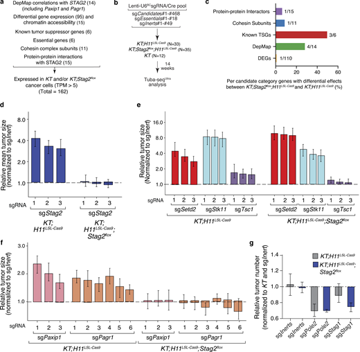 Genetic interactions with STAG2 include modification of overall tumor suppression and functional dependency with PAXIP1 and PAGR1. (a) List of candidate gene criteria for a pool of 468 barcoded Lenti-sgRNA/Cre vectors. (b) Tumor initiation with Lenti-U6BC-sgRNA/Cre vectors in KT;H11LSL-Cas9, KT;H11LSL-Cas9;Stag2flox, and KT mice. Number of mice in each group is indicated. Sequencing was performed on each tumor-bearing lung 14 wk after tumor initiation, followed by analysis to quantify tumorigenesis. (c) Bar plot with percent of genes in each candidate category with differential effects between KT;H11LSL-Cas9 and KT;H11LSL-Cas9;Stag2flox. (d) Relative mean tumor size of tumors with sgRNAs targeting Stag2 (normalized to sgInert) in KT;H11LSL-Cas9 mice compared to KT;H11LSL-Cas9;Stag2flox mice. Mean ± 95% confidence intervals are shown. (e) Relative mean tumor size of tumors with sgRNAs targeting Setd2, Stk11, or Tsc1 (normalized to sgInert) in KT;H11LSL-Cas9 mice compared with KT;H11LSL-Cas9;Stag2flox mice. Mean ± 95% confidence intervals are shown. (f) Relative mean tumor size of tumors with sgRNAs targeting Paxip1 or Pagr1 (normalized to sgInert) in KT;H11LSL-Cas9 mice compared with KT;H11LSL-Cas9;Stag2flox mice. Mean ± 95% confidence intervals are shown. (g) Comparison of average relative tumor number for sgRNAs targeting Stag1, Stag2, Pole2 (essential gene), or Inerts in KT;H11LSL-Cas9 mice and KT;H11LSL-Cas9;Stag2flox mice. Mean ± 95% confidence intervals are shown. Raw values and significance of each effect are shown in Table S4. Data for KT;H11LSL-Cas9 and KT mice represent one replicate of two independent experiments. Refer to the image caption for details.