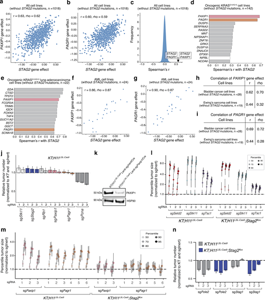 The effect of STAG2 inactivation is highly correlated with that of PAXIP1 and PAGR1 inactivation in human cancer cell lines, and genetic interactions with STAG2 are robust to different measures of tumorigenesis and tumor growth in oncogenic Kras lung cancer in vivo. (a and b) Gene knockout effects for PAXIP1 and STAG2 inactivation (a) and for PAGR1 and STAG2 inactivation (b). Each dot represents a cell line. Cell lines with STAG2 mutation were excluded. Spearman’s r and Pearson rho are indicated. (c) Bell curve showing the frequency of Spearman’s correlations across all pairwise comparisons in DepMap. STAG2-PAGR1 and STAG2-PAXIP1 correlations are indicated. (d and e) Genes with the highest Spearman’s correlation with the effect of STAG2 inactivation from DepMap. Data from cell lines with oncogenic mutations at codons 12 or 13 of KRAS (d) and lung adenocarcinoma cell lines with oncogenic mutations at codons 12 or 13 of KRAS (e). Cell lines with STAG2 mutation were excluded. PAXIP1 and PAGR1 are colored bars. Core cohesin complex genes are white bars. (f and g) Gene effects for PAXIP1 and STAG2 inactivation (f) and for PAGR1 and STAG2 inactivation (g) in AML. Each dot represents a cell line. Cell lines with STAG2 mutations were excluded. Spearman’s r and Pearson rho are indicated. (h and i) Tables indicating Spearman’s r and Pearson rho for PAXIP1 gene effect (h) and for PAGR1 gene effect (i) in bladder cancer and Ewing’s sarcoma. Cell lines with STAG2 mutations were excluded. (j) Relative tumor number (normalized to KT and sgInert). Mean ± 95% confidence intervals are shown. Dotted line indicates no effect. Raw values and significance of each effect are shown in Table S2 (j). (k) Western blot on sorted neoplastic cells from KT;H11LSL-Cas9 mice with tumors initiated with the indicated Lenti-sgRNA/Cre vectors. Data represents one replicate of three independent experiments. (l) Tumor sizes at the indicated percentiles for tumors with sgRNA targeting Setd2, Stk11, or Tsc1 (normalized to sgInert) in KT;H11LSL-Cas9 and KT;H11LSL-Cas9;Stag2flox mice. Each gene was targeted with three sgRNAs. Error bars indicate 95% confidence intervals. Dotted line indicates no effect. (m) Tumor sizes at the indicated percentiles for tumors with sgRNA targeting Paxip1 or Pagr1 (normalized to sgInert) in KT;H11LSL-Cas9 and KT;H11LSL-Cas9;Stag2flox mice. Each gene was targeted with three and six sgRNAs, respectively. Error bars indicate 95% confidence intervals. Dotted line indicates no effect. (n) Comparison of relative tumor number for tumors with sgRNAs targeting for Stag1, Stag2, or Pole2 in KT;H11LSL-Cas9 mice compared to KT;H11LSL-Cas9;Stag2flox mice. Mean ± 95% confidence intervals are shown. Raw values and significance of each effect are shown in Table S4 (l–n). Source data are available for this figure: SourceData FS1.