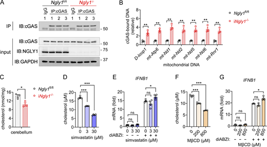 Cytosolic release of mtDNA in iNgly1−/−mouse cerebellum. (A) Immunoprecipitation of endogenous cGAS in the Ngly1fl/fl, iNgly1−/− cerebellar lysate. n = 3 mice per genotype. (B) qPCR analysis of cGAS-bound mtDNA in the Ngly1fl/fl, iNgly1−/− cerebellar lysate. n = 3 mice per genotype. Data are the mean ± SEM. Unpaired Student’s t test. **P < 0.01. (C) Quantification of cholesterol in Ngly1fl/fl, iNgly1−/− cerebella. n = 3 mice per genotype. Data are the mean ± SEM. Unpaired Student’s t test. *P < 0.05. (D) Quantification of cholesterol in SK-N-SH cells treated with simvastatin at indicated concentrations for 24 h. Data are the mean ± SEM of three biological replicates. Unpaired Student’s t test. ***P < 0.001. (E) qRT-PCR analysis of IFNB1 gene expression in simvastatin-treated SK-N-SH cells after with or without diABZI (2 µM) treatment for 2 h. Data are the mean ± SEM of three biological replicates. Unpaired Student’s t test. *P < 0.05; ns, not significant. (F) Quantification of cholesterol in SK-N-SH cells treated with cholesterol-depleting agent MβCD at indicated concentrations for 48 h. Data are the mean ± SEM of three biological replicates. Unpaired Student’s t test. ***P < 0.001. (G) qRT-PCR analysis of IFNB1 gene expression in MβCD-treated SK-N-SH cells after with or without diABZI (2 µM) treatment for 2 h. Data are the mean ± SEM of three biological replicates. Unpaired Student’s t test. *P < 0.05; ns, not significant. Source data are available for this figure: SourceData FS5. Refer to the image caption for details.