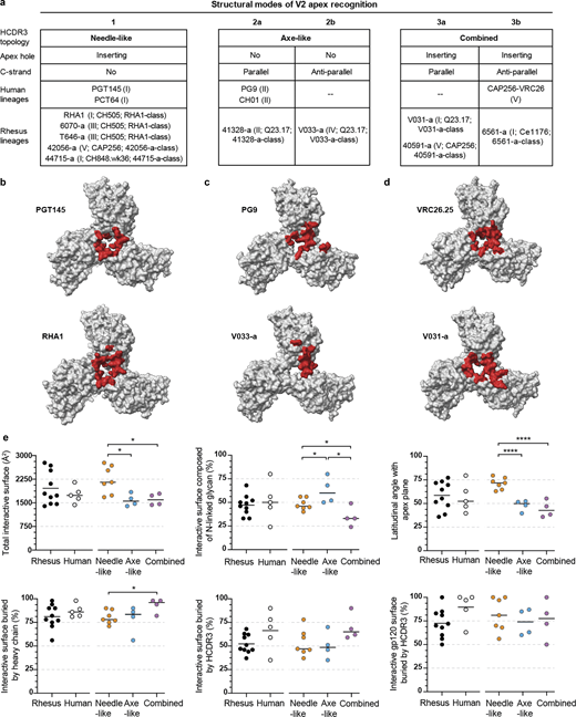 Cross-species antibody recognition of the HIV-1 V2 apex site of vulnerability and their induction by SHIV. (a) Summary of rhesus and human structural modes of HCDR3-dominated V2 apex recognition. Roman numerals denote the neutralization mapping group (groups I–V) for each lineage as detailed in extended data Fig. 2 D; infecting SHIV strain and antibody class are also delineated as detailed in extended data Table S2 and extended data Fig. 6, respectively. (b–d) The 5-Å Env footprints of the most broadly neutralizing rhesus (top) and human (bottom) lineages with needle-like (b), axe-like (c), and combined (d) modes of recognition are mapped in red onto each respective trimer complex. The remaining gp120 surface is shown in gray, and all other components of the structure are omitted for clarity. Top view of trimer. (e) Epitope and paratope characteristics of V2 apex lineages compared across species and extended class. Each plot is a different structural feature that groups lineages by host species on the left and HCDR3 topology on the right. P values are only listed for statistically significant differences (*, P < 0.05; ***, P < 0.0005; unpaired t test) between two groups on the same side of the plot.