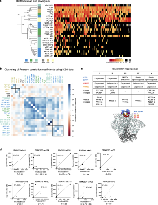 Phenotypic analysis of isolated broadly neutralizing antibodies. (a) Heatmap and phylogram based on hierarchical clustering of (log10-transformed) IC50 neutralization titers against a 119-heterologous virus panel. Epitope classes are shown next to the phylogram, and branch splits with >50% bootstrap support are indicated. (b) Hierarchical clustering of Pearson correlations of (log10-transformed) IC50 titers for the same pseudoviruses compared across broadly neutralizing antibodies. Of the seven clusters identified, three included V2 apex lineages. All axes, the majority of needles, and the only combined VRC26 clustered in the central cluster, while the remaining needles with two combined lineages formed the cluster at the bottom. DH1020 lineage members formed their own cluster. (c) Potent rhesus and human V2 apex–targeted lineages can be divided into five neutralization groups (I–V) based on mutant virus epitope mapping. Groups III and IV have not been previously described. The envelope trimer (PDB ID 4ZMJ) highlights the location of N-linked glycan and protein residue substitutions used for V2 apex mapping. Neutralization data values from mapping experiments are provided in Table S1. (d) Correlations between plasma neutralization ID50s and predicted neutralization by isolated mAbs at the specific concentration, “C,” which is provided in µg/ml. Neutralization data values for plasma and antibodies are provided in Table S1.