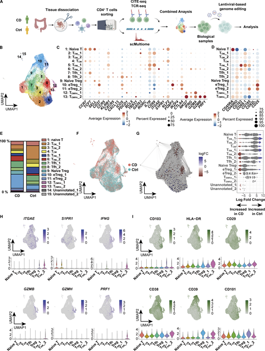 Characterization of CD4+T cells in the colon lamina propria by CITE-seq. (A) Schematic overview of the entire experimental workflow covering all procedures in Figs. 1–8. (B) UMAP plot visualizing colonic lamina propria CD4+ T cells from CD (n = 3, Patient 1–3 in Table S1) and control (n = 3, Ctrl-Patient 1–3 in Table S1) samples. Annotations are shown in C. (C and D) Expression levels of selected RNA (C) and protein (D) markers across identified clusters. The dot size indicates the percentage of cells expressing the gene within each cluster, while color intensity reflects average expression level. (E) Cluster proportion across disease conditions. Each bar represents 100% of cells from a given disease, with segments denoting the relative abundance of each cluster. (F) Distribution of CD-derived (red) and control-derived (blue) cells. (G) Left: Graph representation of neighborhoods (Nhoods) identified by Milo. Nodes represent Nhoods, colored by their log2 FC between CD and control samples. Nondifferential abundance Nhoods (FDR ≥ 0.1) are white, and sizes correspond to cell number within a Nhood. Edges depict shared cells between adjacent Nhoods. Right: Beeswarm plot displaying adjusted log2 FC distribution in abundance between CD and control samples within Nhoods, stratified by 15 cell types. Colors match the UMAP. (H and I) Feature plots showing the expression of key marker genes (H) and proteins (I) that characterize the TRM_2 cluster. Color intensity represents expression levels, with darker shades indicating higher expression. FC, fold change. Refer to the image caption for details.