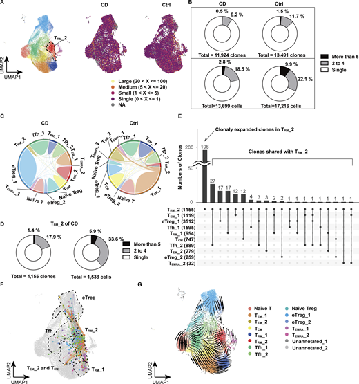 Clonal sharing among CD4+T cells in the colon lamina propria. (A) UMAP plot illustrating the clonal size of each cell from CD (n = 3, CD Patient 1–3 in Table S1) and control (n = 3, Ctrl-Patient 1–3 in Table S1) colon samples. (B) Pie chart visualizing the distribution of TCR-sharing patterns among all CD4+ T cells from CD and control samples. The chart segments represent cells with TCRs shared by five or more cells, two to four cells, and TCRs unique to a single cell. Both the number of clones (top) and cells (bottom) are displayed. (C) Circos plot demonstrating the overlap of unique individual TCR clonotypes between each cluster. (D) Pie chart visualizing the distribution of TCR-sharing patterns among all cells from the TRM_2 cluster of CD samples. The chart segments represent cells with TCRs shared within TRM_2 by five or more cells, two to four cells, and TCRs unique to a single cell. Both the number of clones (left) and cells (right) are displayed. (E) UpSet plot showing the distribution of TCR-sharing patterns among cells from the TRM_2 cluster of CD samples, highlighting TCR overlaps between TRM_2 and other clusters. The numbers in parentheses indicate the number of clones in each T cell subset. (F) UMAP plot showcasing cells that share TCRs with TRM_2 cells from the CD samples. The dots represent cells outside of the TRM_2 cluster that share the same TCR as cells within TRM_2, along with the TRM_2 cells that have matching TCRs. The lines connect cells with common TCRs. (G) UMAP plot with RNA velocity vectors overlaid on cells, indicating predicted future states and dynamic transitions in the transcriptional landscape.