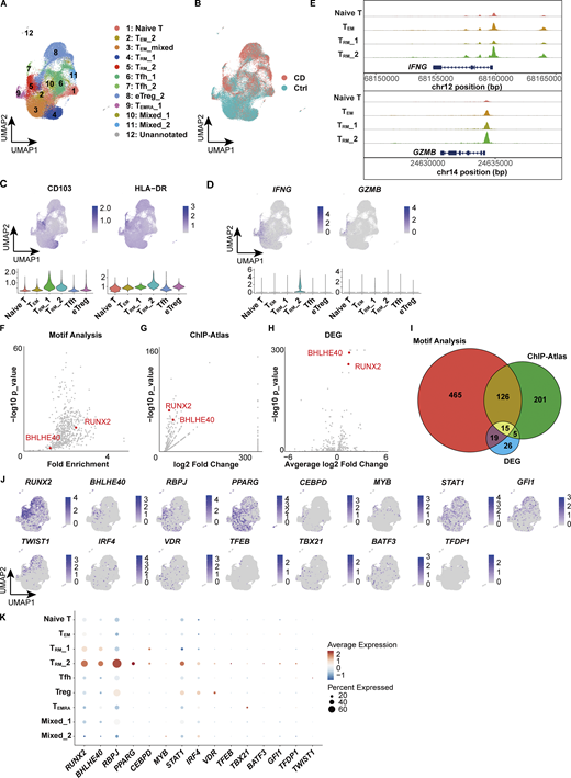 scMultiome predicts transcriptional regulators of TRM_2. (A) UMAP plot depicting the annotation of colonic lamina propria CD4+ T cells derived from CD (n = 3, CD Patient 1–3 in Table S1) and control (n = 3, Ctrl-Patient 1-3 in Table S1) samples. The clusters were merged as they were assigned to the same cell population through reference mapping (Fig. S3 D). (B) Distribution of cells originating from CD (red) and control (blue) samples. (C) Feature plot illustrating the predicted expression of CD103 and HLA-DR as determined by the MapQuery function. (D) Feature plot showcasing the expression of IFNG and GZMB. (E) Coverage plot of the IFNG and GZMB loci. (F) Predicted TF binding within DARs of the TRM_2 cluster. Differential accessibility was computed using Signac and Seurat, while TF binding was analyzed with motif analysis using Signac. (G) Predicted TF binding within DARs of the TRM_2 cluster. TF binding was analyzed with ChIP-Atlas. (H) Volcano plot depicting differentially expressed TF-coding genes. RUNX2 and BHLHE40 are highlighted in F–H. (I) Venn diagram illustrating the number of TFs identified from the three analyses (F–H). (J) Expression patterns of 15 TFs identified from three analyses. (K) Expression levels of 15 TFs across clusters. The dot size indicates the percentage of cells expressing the gene within each cluster, while color intensity reflects the average expression level.