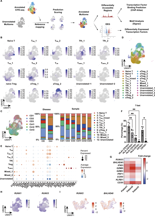 Characterization of clusters in scMultiome data by reference mapping. (A) Overview of reference mapping and TF prediction. (B) Feature plot displaying the prediction score calculated by the MapQuery function. (C) UMAP showing the proportion of each sample (CD: CD Patient 1–3; Control: Ctrl-Patient 1–3 in Table S1) and bar chart showing the proportion of disease and each sample. (D) UMAP plot showing the annotation of each cluster based on the prediction score from reference mapping. (E) Expression levels of selected RNA markers across identified clusters. The dot size represents the percentage of cells expressing the gene within each cluster, while the color intensity reflects the average expression level. (F) T-bet expression in each CD4+ T cell subset. Statistical significance for the comparisons was determined using RM one-way ANOVA, Dunnett’s multiple comparison test. n = 5 per group. *P < 0.05, **P < 0.01. (G) Heatmap showing the fold change in gene expression levels in HLA-DR+ TRM cells relative to HLA-DR− TRM cells. (H) Feature plot of RUNX1 and RUNX3 expression. (I) TF activity inference calculated by the decoupleR package based on the DoRothEA network. Red indicates high activity, and blue indicates low activity. Refer to the image caption for details.