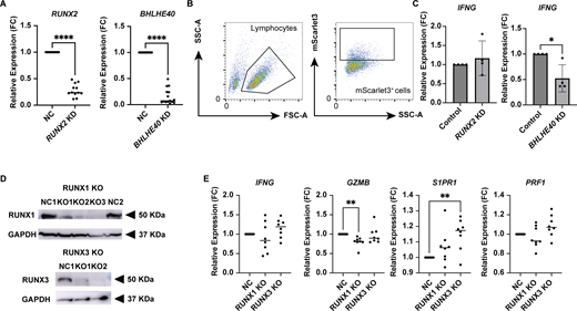 RUNX2 and BHLHE40 KD, and RUNX1 and RUNX3 KO by the lentiviral CRISPR system. (A) qPCR analysis of RUNX2 and BHLHE40 KD in CD patient–derived CD4+ T cells. n = 11–15 per group; statistical significance was determined using a paired t test, ****P < 0.0001. (B) Gating strategy of mScarlet3-positive infected cells indicating successful transfection. (C) qPCR analysis of RUNX2 and BHLHE40 KD T cells from control patient–derived CD4+ T cells. n = 4 per group; statistical significance was determined using a paired t test, *P < 0.05. (D) Validation of RUNX1 and RUNX3 KO by western blot. KO efficiency of RUNX1 and RUNX3 using three independent RNAs for RUNX1 (KO1–3), and two for RUNX3 (KO 1 and 2). KO2 for both RUNX1 and RUNX3 KO was used for the analysis. (E) qPCR analysis of RUNX1 and RUNX3 KO in colonic CD4+ T cells from CD patients. Statistical significance for the comparisons was determined using RM one-way ANOVA, Dunnett’s multiple comparison test. n = 8 per group. *P < 0.05, **P < 0.01, ****P < 0.0001. Source data are available for this figure: SourceData FS5.