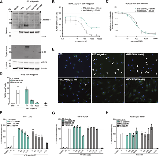 BAL-0028 specifically inhibits NLRP3 inflammasome formation. (A) Western blot for caspase-1 and IL-1β cleavage and NLRP3 expression from PMA-differentiated THP-1 cells stimulated with LPS and nigericin in the presence of BAL-0028 or MCC950 (both 500 nM). (B) Comparison of BAL-0028 and MCC950 effects on ASC speck formation assessed by fluorescence microscopy in PMA-differentiated THP-1 ASC-GFP cells stimulated with LPS and nigericin. (C) Comparison of BAL-0028 and MCC950 effects on ASC speck formation assessed by flow cytometry in HEK293T ASC-BFP cells transfected with human NLRP3 and stimulated with nigericin. (D and E) Effect of BAL-0028 and MCC950 on ASC speck formation assessed by fluorescence microscopy using an anti-ASC antibody in iMacs. (F and G) Effects of BAL-0028, MCC950, and VX-765 on IL-1β release from PMA-differentiated THP-1 cells stimulated with (F) LPS and transfected with poly(dA:dT) or (G) protective antigen (PA) and Lfn-needle protein. (H) Effects of BAL-0028, MCC950, and VX-765 on IL-18 release from human keratinocytes stimulated with talabostat. (A) Representative blots from N = 2 independent experiments. (B) Average ± SEM % ASC-GFP speck-positive cells from N = 2 independent experiments performed in triplicate. (C) Average ± SEM change in nigericin-induced ASC specks normalized to cells without compound treatment from N = 3–4 independent experiments. (D and F–H) Graph symbols show average values relative to vehicle control from independent experiments performed in triplicate (indicated by different symbols) ± SEM. N = 2 (D, G, and H) and N = 3 (F). (E) Representative images from D, scale bar is 100 μM. Source data are available for this figure: SourceData F2. Refer to the image caption for details.