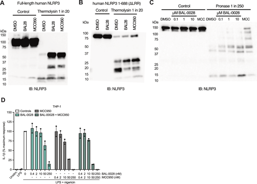 BAL-0028 stabilizes NLRP3 in DARTS assays but does not synergize with MCC950 for NLRP3 inhibition. Related to Fig. 4. (A–C) Western blots showing NLRP3 expression and degradation in DARTS assays performed with (A) full-length human NLRP3-Twin-Strep-tag, (B) human NLRP3 1-688-ΔLRR-Twin-Strep-tag, or (C) human-NLRP3-mCherry. Cells and cell lysates were treated with 10 μM BAL-0028 or MCC950 or DMSO control (A and B) or 0.1–10 μM BAL-0028, 10 μM MCC950, or DMSO control (C). Blots shown are representative of (A) N = 3, (B) N = 2, and (C) N = 4 independent experiments. (D) IL-1β release from PMA-differentiated THP-1 cells primed with LPS and treated with 0.4–250 nM BAL-0028 or MCC950 or both compounds together. Graph symbols show average values from independent experiments performed in triplicate (indicated by different symbols) ± SEM. N = 2. Source data are available for this figure: SourceData FS4. Refer to the image caption for details.