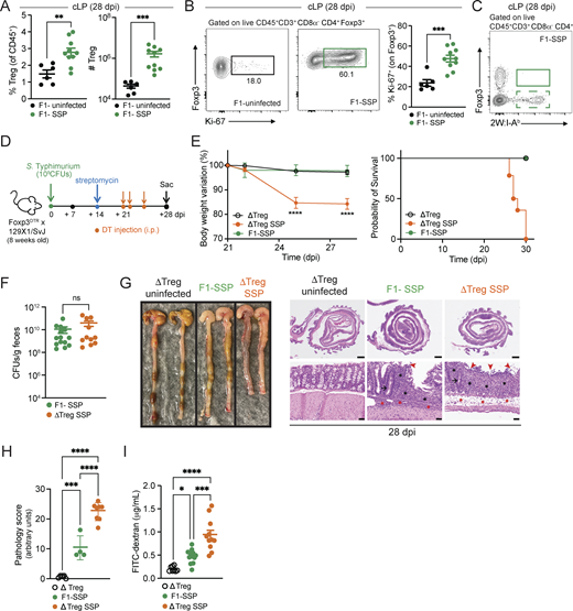 Gut Tregs control intestinal immune pathology in SSP hosts. (A) Frequency and numbers of Tregs isolated from the colonic lamina propria (cLP; circle) of F1-uninfected and F1-SSP mice at 28 dpi (n = 5–10). (B) Representative FACS plots and frequency of Ki-67+ Tregs isolated from the colonic lamina propria of F1-uninfected and F1-SSP mice at 28 dpi (n = 5–10). (C) Representative FACS plot of tetramer+ (2W:I-Ab) Foxp3+ CD4+ T cells isolated from the colonic lamina propria of F1-SSP mice at 28 dpi. (D) Schematic representation of the experimental design. F1-Foxp3DTR mice (n = 10) were infected or not with Salmonella Typhimurium SL1344 (108 CFUs; STm), treated with streptomycin to induce SSP at 14 dpi, and injected (i.p.) or not with DT to deplete Tregs (ΔTreg) at 21, 22, and 25 dpi, as indicated. (E) Percentage of body weight variation and survival curve of ΔTreg (open black circle), ΔTreg superspreader (ΔTreg SSP; orange circle), and F1-SSP (green circle) mice (n = 10–15). (F)STm CFUs measured in the feces of F1-SSP and ΔTreg SSP at 28 dpi (n = 10–15). (G) Representative images (left) and H&E staining (right) of colonic tissues of ΔTreg, F1-SSP, and ΔTreg SSP at 28 dpi, as indicated. Magnification of H&E sections: upper panels = 1.25×; lower panels = 20×. Scale bars: upper panels = 1.0 mm; lower panels = 50 μm. Inflammation in the lamina propria (black asterisks) and in the submucosa (red asterisk); goblet cells (black arrows); edema in the submucosa (red asterisks); areas of ulceration (red arrowheads). (H) Pathology scores assigned to colonic tissue sections of ΔTreg, F1-SSP, and ΔTreg SSP at 28 dpi (n = 4–8). (I) FITC-dextran detected in the serum of ΔTreg, F1-SSP, and ΔTreg SSP mice at 28 dpi (n = 5–10). Results are representative of at least two independent experiments and presented as means ± SEM. Normality was assessed by the D’Agostino–Pearson test. The Mann–Whitney U test (A, B, and F) was used to compare two groups. One-way ANOVA (H and I) followed by post hoc Tukey’s test or Two-way ANOVA (E) followed by post hoc Sidak’s test was performed for multiple comparisons (****P < 0.0001; ***P < 0.001; **P < 0.01; *P < 0.05; ns = not significant). See also Fig. S2 and Table S1.
