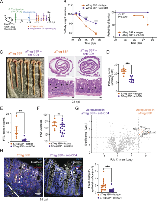 Depletion of CD4+T cells, but not CD8+T cells, ameliorates intestinal immune pathology of SSP hosts in the absence of Tregs. (A) Schematic representation of the experimental design. F1-Foxp3DTR mice (n = 10) were infected with Salmonella Typhimurium SL1344 (108 CFUs; STm), treated with streptomycin to induce SSP at 14 dpi, and injected (i.p.) with DT and anti-CD4 or isotype antibody to deplete CD4+ T cells, as indicated. (B) Percentage of body change variation (left) and probability of survival (right) of ΔTreg SSP (orange circle) and CD4-depleted ΔTreg SSP (purple circle) mice starting at 21 dpi (n = 10). (C) Representative images (left) and H&E staining of colon collected from ΔTreg SSP and CD4-depleted ΔTreg SSP at 28 dpi, as indicated. Magnification: upper panels = 1.25×; lower panels = 20×. Scale bars: upper panels = 1.0 mm; lower panels = 50 μm. Inflammation in the lamina propria (black asterisks) and the submucosa (red asterisk). Luminal cell debris (black arrowheads), goblet cells (black arrows). (D) Pathology scores assigned to colonic tissue sections of ΔTreg SSP (orange circle) and CD4-depleted ΔTreg SSP (purple circle, n = 4–8). (E) FITC-dextran detected in the serum of ΔTreg SSP and CD4-depleted ΔTreg SSP at 28 dpi (n = 6–8). (F)Salmonella CFUs measured in the feces of ΔTreg SSP and CD4-depleted ΔTreg SSP at 28 dpi (n = 8–15). (G) Volcano plot of differentially expressed genes between ΔTreg SSP and CD4-depleted ΔTreg SSP colonic tissues at 28 dpi. Orange dots indicate the genes that were differentially upregulated in the colon collected from ΔTreg SSP mice compared with CD4-depleted ΔTreg SSP. (H) Representative immunofluorescence images of colonic tissues (magnification 40×; scale bar: 50 μm) collected from ΔTreg SSP (left) and CD4-depleted ΔTreg SSP (right) mice, showing the localization of cCasp-3+ cells (white arrowheads) mostly in epithelium layer (E-cadherin+). Sections were stained with E-cadherin (white), cCasp-3 (red), Gzmb (green), and DAPI (blue). Numbers of cCasp-3+ E-cadherin+ cells localized in the epithelium in at least five areas per section per condition (ΔTreg SSP and ΔTreg SSP + anti-CD4), with at least three sections per condition. Each dot represents a cCasp-3+ E-cadherin+ cell, and the data are presented as means ± SEM. Normality was assessed by the D’Agostino–Pearson test. The Mann–Whitney U test was used to compare two groups (***P <0.005). Results in panels B and D–F are representative of at least two independent experiments and presented as means ± SEM. Normality was assessed by the D’Agostino–Pearson test. The Mann–Whitney U test (D–F and H) was used to compare two groups. Two-way ANOVA (B) followed by post hoc Sidak’s test was performed for multiple groups comparisons (****P < 0.0001; ***P < 0.001; **P < 0.01; *P < 0.05; ns = not significant). A log-rank (Mantel–Cox) (B) test was used to compare survival probability between the two groups. See also Fig. S5; and Tables S1 and S2.