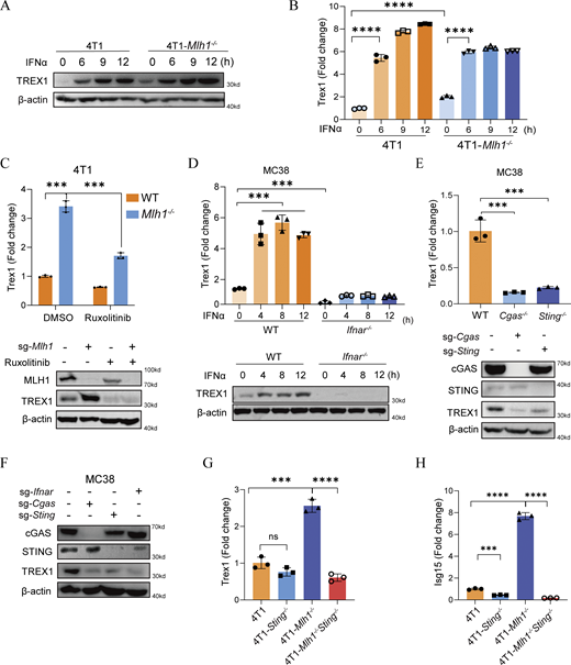 dMMR tumors upregulated TREX1 in an intrinsic cGAS–STING–IFN-dependent manner. (A and B) 4T1 with or without Mlh1 (Mlh1−/−; day 79) cells (n = 3/group) were treated by IFNα; before and 6, 9, and 12 h after treatment, cells were collected for Trex1 expression detection by western blot (A) and RT-qPCR (B). (C) 4T1 cells with or without Mlh1 (Mlh1−/−; day 85) deficiency (n = 3/group) were treated by JAK inhibitor ruxolitinib; after 72 h, cells were collected for Trex1 expression detection by RT-qPCR and western blot. (D) MC38 cells with or without Ifnar1 deficiency (n = 3/group) were treated by IFNα; before and 4, 8, and 12 h after treatment, cells were collected for Trex1 expression detection by RT-qPCR and western blot. (E) MC38 cells (n = 3/group) were collected for Trex1 expression detection by RT-qPCR and western blot. (F) MC38 cells were collected for Trex1 expression detection by western blot. (G and H) 4T1 (Mlh1−/−; day 98) cells (n = 3/group) were collected for Trex1 (G) and Isg15 (H) mRNA detection by RT-qPCR. Data are shown as mean ± SEM and are representative of two (A–H) independent experiments. The statistical analysis was performed by unpaired Student’s two-tailed t test in B–E, G, and H. NS, not significant, ***P < 0.001, and ****P < 0.0001. Source data are available for this figure: SourceData F3. Refer to the image caption for details.