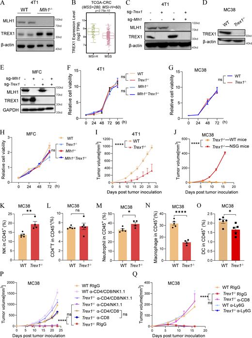 MSI-H/dMMR tumors specifically upregulate TREX1 to suppress antitumor immunity. (A) 4T1, 4T1-Mlh1−/− (day 45) cells were collected, and expression of indicated proteins was assayed by western blot. (B) RNA-seq data from The Cancer Genome Atlas (TCGA) COADREAD cohort (n = 340, including 60 MSI-H and 280 MSS cases) were analyzed. Gene expression values were normalized to log2(TPM+1) scale, and TREX1 expression was compared between groups. (C) 4T1, 4T1-Trex1−/−, 4T1-Mlh1−/− (day 65), and 4T1-Mlh1−/− (day 65) cells were collected, and expression of indicated proteins was assayed by western blot. (D) MC38 cells were collected, and expression of indicated proteins was assayed by western blot. (E) MFC, MFC-Trex1−/−, MFC-Mlh1−/− (day 70), and MFC-Trex1−/−Mlh1−/− (day 70) were collected for TREX1 and MLH1 expression detection by western blot. (F–H) 4T1, 4T1-Trex1−/−, 4T1-Mlh1−/− (day 65), 4T1-Mlh1−/−Trex1−/− (day 65) cells, MC38, MC38-Trex1−/− and MFC, MFC-Trex1−/−, MFC-Mlh1−/− (day 73, MFC-Mlh1−/−Trex1−/−(day 73) cells (n = 3/group) were seeded to a 96-well plate; then the cell growth rates were analyzed by CCK-8 assay; at each time point, CCK8 was added to cells to measure absorbance at 450 nm to show cell viability. (I) BALB/c mice (n = 4) were transplanted s.c. with 5 × 105 4T1, 4T1-Trex1−/−cells. (J) C57BL/6 mice and NSG mice (n = 5) were transplanted s.c. with 2 × 106 MC38-Trex1−/− cells. (K–O) C57BL/6 mice (n = 5) were transplanted s.c. with 1 × 107 MC38 WT or MC38-Trex1−/− cells. 15 days later, tumor tissues were collected and analyzed by flow cytometry. The percentage of NK cell (K), CD4+ T cell (L), neutrophil (M), macrophage (N), and DC (O) in CD45+ immune cells is shown. (P) C57BL6/J mice were transplanted s.c. with 2 × 106 MC38 WT or MC38-Trex1−/− cells and treated with IgG, anti-CD4+anti-CD8+anti-NK1.1, anti-CD4+anti-NK1.1, anti-CD4+anti-CD8, or anti-CD8 antibodies (200 μg/mouse). Tumor growth is shown. (Q) C57BL6/J mice were transplanted s.c. with 2 × 106 MC38 WT or MC38-Trex1−/− cells and treated with IgG, anti-CD8, or anti-Ly6G antibodies (200 μg/mouse). Tumor growth is shown. Data indicate mean ± SEM and are representative of two (F–Q) and three independent experiments (A and C–E). The statistical analysis was performed by two-way ANOVA in F–J, P, and Q and unpaired Student’s two-tailed t test in K–O. NS, not significant, *P < 0.05, **P < 0.01, and ****P < 0.0001. Source data are available for this figure: SourceData FS1. Refer to the image caption for details.