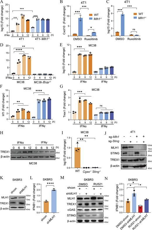 MLH1 deletion induces TREX1 upregulation dependent on the cGAS–STING–IFN–JAK pathway. (A) 4T1 cells (Mlh1−/−day 79) (n = 3/group) were treated by IFNα; before and 6, 9, and 12 h after treatment, cells were collected for Isg15 mRNA detection by RT-qPCR. (B and C) 4T1 cells with or without Mlh1 deficiency (Mlh1−/−; day 85) (n = 3/group) were treated by JAK inhibitor ruxolitinib; after 72 h, cells were collected for Cxcl10 (B) and Isg15 (C) mRNA detection by RT-qPCR. (D) MC38 cells with or without Ifnar1 deficiency (n = 3/group) were treated by IFNα; before and 4, 8, and 12 h after treatment, cells were collected for Isg15 mRNA detection by RT-qPCR. (E–H) MC38 cells (n = 3/group) were treated by IFNα or IFNγ; before and 6, 9, and 12 h after treatment, cells were collected for Isg15 (E), Irf1 (F), and Trex1 (G) mRNA detection by RT-qPCR, and Trex1 expression detection by western blot (H). (I) MC38 cells (n = 3/group) were collected for Isg15 mRNA detection by RT-qPCR. (J) 4T1 cells (n = 3/group) (Mlh1−/−; day 98) were collected for Trex1 expression detection by western blot. (K and L) SKBR3 cells (n = 3/group) were infected with vector or shMLH1 lentivirus; after puromycin selection, cells were collected for MLH1 and TREX1 expression detection by western blot (K) and IFNB1 mRNA detection by RT-qPCR (L). (M and N) SKBR3 cells infected with vector or shMLH1 lentivirus (n = 3/group) were treated by cGAS inhibitor RU521 (10 µM); after 72 h, cells were collected for MLH1 and TREX1 expression detection by western blot (M), and IFNB1mRNA detection by RT-qPCR (N). Data are shown as mean ± SEM and are representative of two (A–N) independent experiments. The statistical analysis was performed by unpaired Student’s two-tailed t test in A–G, I, L, and N. NS, not significant, *P < 0.05, **P < 0.01, ***P < 0.001, and ****P < 0.0001. Source data are available for this figure: SourceData FS3. Refer to the image caption for details.