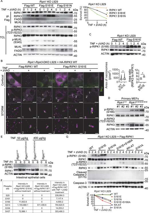 RIPK1 phosphorylation at S161 occurs prior to RIPK1 phosphorylation at S166. (A)Ripk1-deficient L929 cells were reconstituted with Flag-RIPK1 WT, S161E, or S161N mutant and then treated with TNF (10 ng/ml) + zVAD (20 μM) for the indicated time points. Cell survival was measured. Cell lysates were immunoprecipitated (IP) with anti-Flag M2 beads. Total cell lysates (TCL) and IP samples were analyzed by immunoblotting with antibodies as indicated. (B)Ripk1 and Ripk3 double-deficient L929 cells were reconstituted with Flag-RIPK1 WT or S161E mutant and HA-RIPK3 WT and then treated with TNF (10 ng/ml) + zVAD (20 μM) for 2.5 h. Representative confocal and STORM images from two independent experiments of RIPK1 (green) and RIPK3 (purple) in L929 cells with or without treatment are shown. Scale bars, 10 μm for the first and second rows and 200 nm for the third and fourth rows from the top. Area of necrosomes formed after treatment and area ratios of RIPK3 to RIPK1 were analyzed using ImageJ. P values are determined by a two-tailed, unpaired t test. *P < 0.05. (C)Ripk1-deficient L929 cells were reconstituted with Flag-RIPK1 WT or S161E mutant and then treated with TNF (10 ng/ml) + zVAD (20 μM) for the indicated time points. Cell lysates were analyzed by immunoblotting to detect proteins as indicated. (D) Cell lysates of nontreated primary MEFs from full-sibling Ripk1+/+ and Ripk1S161E/S161E embryos were analyzed by immunoblotting. Each number represents one embryo. (E) IECs from 8- to 12-wk-old male littermate Ripk1+/+, Ripk1S161E/S161E, and Ripk1S161N/S161N mice injected with PBS or TNF for 6 h were isolated (50 μg/kg of TNF for Ripk1S161E/S161E mice and Ripk1+/+ controls, 400 μg/kg of TNF for Ripk1S161N/S161N mice and Ripk1+/+ controls). Cell lysates were subjected to immunoblotting. (F) Intensities of RIPK1 phosphorylation sites measured by LC–MS/MS. Samples were those in C without or with treatment. (G)Ripk1-deficient L929 cells were reconstituted with Flag-RIPK1 WT or mutants (S161E, S161N, S161E + S166A, S161A, and the kinase-dead mutant KK-AT) and then treated with TNF (10 ng/ml) + zVAD (20 μM) for the indicated time points. Cell survival was measured. Cell lysates were analyzed by immunoblotting. Data are presented as mean ± SD of triplicate. The above experiments were independently performed twice. Source data are available for this figure: SourceData F3. Refer to the image caption for details.