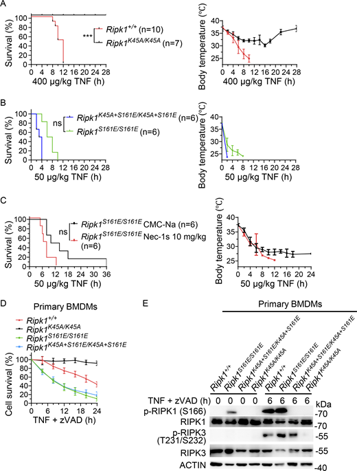 Mimicking S161 phosphorylation can compensate for the loss of RIPK1 kinase activity in initiating TNF-induced mouse death. (A–C) Survival curves and body temperature of 8- to 12-wk-old male littermate mice after TNF injection (400 μg/kg i.v. for Ripk1+/+ and Ripk1K45A/K45A mice; 50 μg/kg i.v. for Ripk1S161E/S161E and Ripk1K45A+S161E/K45A+S161E mice). Before TNF injection in C, Ripk1S161E/S161E mice were intragastrically administered with Necrostatin 1S (Nec-1s) or sodium carboxymethyl cellulose (CMC-Na). Mouse survival is presented as a Kaplan–Meier plot, and the log-rank test is performed. ns, P ≥ 0.05; ***P < 0.001. Data of body temperature are presented as mean ± SD. (D) Primary BMDMs from Ripk1+/+, Ripk1K45A/K45A, Ripk1S161E/S161E, and Ripk1K45A+S161E/K45A+S161E mice were treated with TNF (10 ng/ml) + zVAD (20 μM) for the indicated time points. Survival of cells from three mice of each genotype was measured. All mice were 8- to 12-wk-old male littermates. Data are presented as mean ± SD. (E) Cell lysates of primary BMDMs of indicated genotypes treated with or without TNF (10 ng/ml) + zVAD (20 μM) for 6 h were analyzed by immunoblotting to detect proteins as indicated. The above experiments were independently performed twice. Source data are available for this figure: SourceData F4. Refer to the image caption for details.