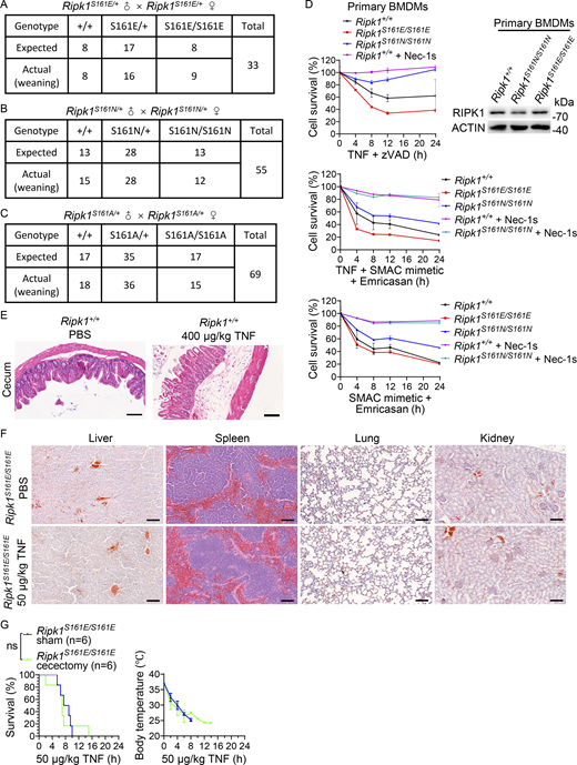 S161E mutation sensitizes the cecum to TNF-induced damage. (A–C) Genetic analyses of offspring from intercrosses of Ripk1S161E/+, Ripk1S161N/+, and Ripk1S161A/+ parents, respectively. (D) Primary BMDMs from Ripk1+/+, Ripk1S161N/S161N, or Ripk1S161E/S161E mice (three littermate 8- to 12-wk-old male mice of each genotype) were treated with TNF (10 ng/ml) + zVAD (20 μM), TNF (20 ng/ml) + SMAC mimetic (1 μM) + Emricasan (5 μM), or SMAC mimetic (1 μM) + Emricasan (5 μM) for the indicated time points with or without Nec-1s (10 μM). Cell survival was measured. Data are presented as mean ± SD. Cell lysates of nontreated primary BMDMs were analyzed by immunoblotting to detect proteins as indicated. (E) Representative H&E staining images of ceca from Ripk1+/+ mice after TNF treatment for 6 h (400 μg/kg, i.v.) or PBS. Three 8- to 12-wk-old littermate male mice were used for each treatment. Scale bars, 100 μm. (F) Representative H&E staining images of livers, spleens, lungs, and kidneys from Ripk1S161E/S161E mice after PBS or TNF treatment for 6 h (50 μg/kg, i.v.). Three 8- to 12-wk-old littermate male mice were used for each treatment. Scale bars, 100 μm. (G) 6- to 8-wk-old male littermate mice were treated with or without cecectomy and then injected with TNF after 4 wk (50 μg/kg i.v.). Survival curve is presented as a Kaplan–Meier plot, and the log-rank (Mantel–Cox) test (two-sided) is performed to determine statistical significance. ns, P ≥ 0.05. Data of body temperature are presented as mean ± SD. The above experiments were independently performed twice. Source data are available for this figure: SourceData FS1. Refer to the image caption for details.