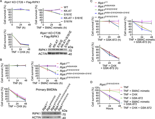 S161 phosphorylation is required for TNF-induced RIPK1 kinase–dependent apoptosis, but not RIPK1 kinase–independent apoptosis, in CT26 cells and in primary BMDMs. (A–D)Ripk1-deficient CT26 cells reconstituted with Flag-RIPK1 WT or mutants (A) and primary BMDMs from three mice of each genotype as indicated (B–D) were treated with TNF (10 ng/ml), TNF (10 ng/ml) + SMAC mimetic (1 μM), and TNF (10 ng/ml) + CHX (1 μg/ml), respectively, in the presence or absence of GSK-872 for the indicated time points. All mice were 8- to 12-wk-old male littermates. Cell survival was measured. Data are presented as mean ± SD. Cell lysates of nontreated cells were analyzed by immunoblotting to detect proteins as indicated. The above experiments were independently performed twice. Source data are available for this figure: SourceData FS2. Refer to the image caption for details.