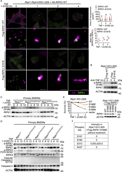 RIPK1 phosphorylation at S161 occurs prior to RIPK1 phosphorylation at S166. (A)Ripk1 and Ripk3 double-deficient L929 cells were reconstituted with Flag-RIPK1 WT or S161E mutant and HA-RIPK3 WT and then treated with TNF (10 ng/ml) + zVAD (20 μM) for 1, 2, or 4 h. Representative STORM images from two independent experiments of RIPK1 (green) and RIPK3 (purple) in L929 cells with or without treatment are shown. Scale bars, 10 μm for the first and third rows and 200 nm for the second and fourth rows from the top. Area of necrosomes formed after treatment and area ratios of RIPK3 to RIPK1 were analyzed using ImageJ. P values are determined by a two-tailed, unpaired t test. **P < 0.01; *P < 0.05. (B)Ripk1-deficient L929 cells were reconstituted with Flag-RIPK1 WT or S161E mutant and then treated with anti-TNF antibody (1 μg/ml) for the indicated time points. Cell lysates were analyzed by immunoblotting to detect proteins as indicated. (C and D) Cell lysates of TNF (10 ng/ml) + zVAD (20 μM)-treated primary BMDMs from littermate Ripk1+/+, Ripk1S161E/S161E, Ripk1S161N/S161N, Ripk1S161A/S161A, and Ripk1K45A/K45A male mice were analyzed by immunoblotting to detect proteins as indicated. (E)Ripk1 KO L929 cells were reconstituted with WT RIPK1 or RIPK1 mutants and then treated with TNF (10 ng/ml) + zVAD (20 μM) for the indicated time points. Cell survival was measured. Cell lysates of nontreated cells were analyzed by immunoblotting to detect proteins as indicated. Data are presented as mean ± SD of triplicate. (F) Intensities of RIPK1 phosphorylation sites measured by LC–MS/MS. Samples were Ripk1 KO L929 cells reconstituted with RIPK1 S166E mutant without treatment. The above experiments were independently performed twice. Source data are available for this figure: SourceData FS3. Refer to the image caption for details.