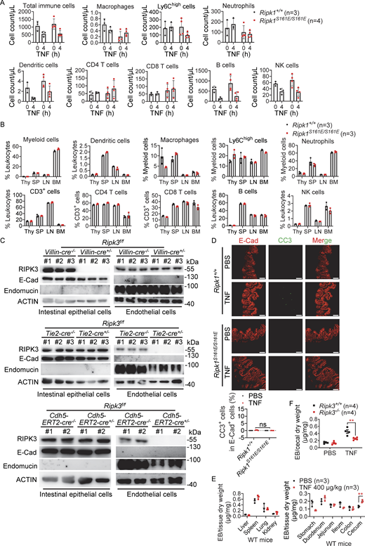 IEC and EC necroptosis are triggers of TNF-induced death of Ripk1S161E/S161Emice. (A) Flow cytometry analysis of counts of total immune cells and different subsets in the peripheral blood of 8- to 12-wk-old male littermate Ripk1+/+ and Ripk1S161E/S161E mice after TNF injection (50 μg/kg, i.v.) at the indicated time points. (B) Immune cell compositions of the thymus (Thy), spleen (SP), lymph node (LN), and bone marrow (BM) of untreated Ripk1+/+ and Ripk1S161E/S161E mice were analyzed using flow cytometry. All mice were 8- to 12-wk-old male littermates. The number of mice used was as indicated. (C) Cecal IECs and ECs were isolated from male Ripk3f/fVillin-cre+/− mice, Ripk3f/fTie2-cre+/− mice, and their littermate Ripk3f/f mice, and tamoxifen-treated male Ripk3f/fCdh5-ERT2-cre+/− mice and their littermate Ripk3f/f mice, respectively. RIPK3 expression in the cell lysates was examined by immunoblotting. E-cadherin and endomucin were used as markers for IECs and ECs, respectively. Each number represents one mouse. The above experiments were independently performed twice. (D) Representative immunofluorescence staining images of ceca from five mice of each indicated genotype after TNF treatment for 6 h (50 μg/kg, i.v.). All mice were 8- to 12-wk-old male littermates. E-Cad (red), cleaved caspase-3 D175 (CC3, green). Scale bars, 50 μm. Percentages of CC3+ cells in E-Cad+ cells were quantified using ImageJ. Data are presented as mean ± SD. P values are determined by a two-tailed, unpaired t test. ns, P ≥ 0.05. (E and F) 8- to 12-wk-old littermate male WT mice (A) and Ripk3−/− mice (B) were injected with PBS or TNF (400 μg/kg, i.v.) for 4 h and then EB (0.5 mg/mouse) for 20 min. Organs were collected, and the amount of EB extracted from the organs was measured by spectrophotometry. Data are presented as mean ± SD. P values are determined by a two-tailed, unpaired t test. **P < 0.01. Source data are available for this figure: SourceData FS4. Refer to the image caption for details.