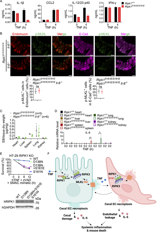 Necroptosis raises IL-6 levels in the circulation, which facilitates the death of Ripk1S161E/S161Emice. (A) 8- to 12-wk-old male littermate Ripk1+/+ and Ripk1S161E/S161E mice (n = 3) were i.v. injected with TNF (50 μg/kg). At the indicated time points, serum samples were collected for ELISA analysis of IL-1β, CCL2, IL-12/23 p40, and IFN-γ. (B) Representative immunofluorescence staining images of ceca from five 8- to 12-wk-old male littermate mice of each indicated genotype after TNF treatment for 6 h (50 μg/kg, i.v.). Endomucin, red; p-MLKL, green; E-Cad, purple. Scale bars, 50 μm. Percentages of p-MLKL+ cells in Endomucin+ cells or E-Cad+ cells were quantified using ImageJ. Data are presented as mean ± SD. P values are determined by a two-tailed, unpaired t test. ns, P ≥ 0.05. (C) 8- to 12-wk-old male littermate mice of the indicated genotypes were treated with TNF for 4 h (50 μg/kg, i.v.) and then EB (0.5 mg/mouse) for 20 min. Organs were collected, and the amount of EB extracted from the organs was measured by spectrophotometry. (D) Quantitative RT-PCR analysis of Il-6 mRNA levels in organs of mice (n = 6) after TNF injection (50 μg/kg, i.v.) at the indicated time points. All mice were 8- to 12-wk-old male littermates. Data are presented as mean ± SD. P values are determined by a two-tailed, unpaired t test. *P < 0.05; **P < 0.01. (E)RIPK1-deficient HT-29 cells were reconstituted with Flag-hRIPK1 WT or mutants (D138N, D138N + S161E, and S161N) and then treated with hTNF (30 ng/ml) + zVAD (20 μM) + SMAC mimetic (100 nM) for the indicated time points. Cell survival was measured. Data are presented as mean ± SD of triplicate. Cell lysates were analyzed by immunoblotting. The above experiments were independently performed twice. (F) A graphic model for the functions and mechanisms of RIPK1 S161 phosphorylation in TNF-induced SIRS, created in BioRender. Msf, (2025) https://BioRender.com/w9bzp6q. Source data are available for this figure: SourceData FS5. Refer to the image caption for details.