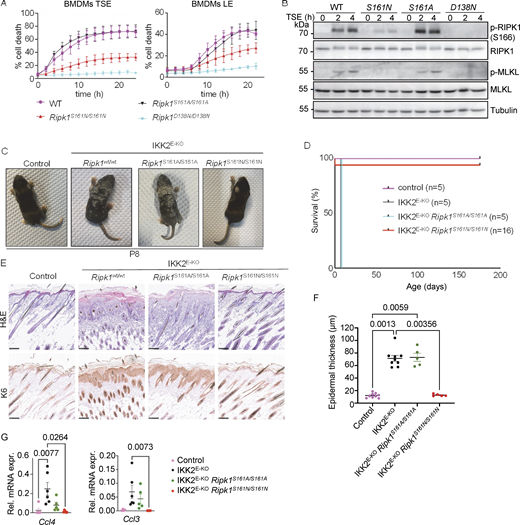 Autophosphorylation at S161 drives RIPK1 kinase activity–dependent necroptosis. (A) Graphs depicting quantification of cell death in BMDMs from mice of the indicated genotypes treated with combinations of Emricasan (E, 5 µM), the SMAC mimetic compound birinapant (S, 1 µM), TNF (T, 20 ng/ml), and LPS (L, 100 ng/ml). Graphs show mean ± SEM from at least four independent experiments. (B) Immunoblots of BMDMs from mice of the indicated genotypes stimulated with TSE for 0, 2, or 4 h. Representative of three independent experiments. (C) Representative photographs of control (n = 8), IKK2E-KO (n = 7), IKK2E-KORipk1S161A/S161A (n = 5), and IKK2E-KORipk1S161N/S161N (n = 5) mice. (D) Kaplan–Meier survival curve of mice with the indicated genotypes. (E) Representative images of sections from back skin of mice with the indicated genotypes stained with H&E or immunostained for K6 (scale bars = 100 µm; control n = 7, IKK2E-KOn = 7, IKK2E-KORipk1S161A/S161An = 4, and IKK2E-KORipk1S161N/S161Nn = 4). (F) Graph depicting epidermal thickness of mice with the indicated genotypes. Each dot represents one mouse. Mean ± SEM are shown. Statistical significance was determined using Kruskal–Wallis test. (G) Graphs depicting relative mRNA expression of the indicated cytokines in RNA from whole-skin tissue of mice of the indicated genotypes measured by qRT-PCR. Each dot represents one mouse. Mean ± SEM are shown. Statistical significance was determined using Kruskal–Wallis test. Control mice include Ikk2FL/FLK14CreWT/WT or Ikk2FL/WTK14CreTg/WT littermates with WT or mutant Ripk1 alleles. Source data are available for this figure: SourceData F1. Refer to the image caption for details.