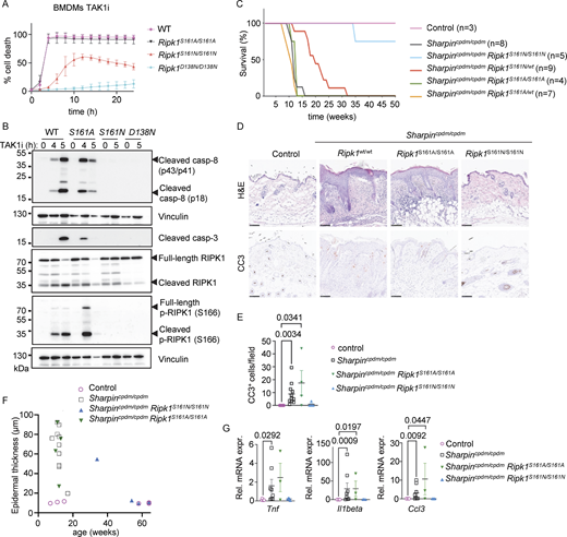 Autophosphorylation at S161 drives RIPK1 kinase activity–dependent apoptosis. (A) Graph depicting quantification of cell death in BMDMs from mice of the indicated genotypes treated with TAK1 inhibitor (TAK1i, 0.25 µM). Graph shows mean ± SEM of three independent experiments. (B) Immunoblots of BMDMs from mice of the indicated genotypes stimulated with TAK1i for 0, 4, and 5 h. Representative of two independent experiments. (C) Kaplan–Meier survival curve of mice with the indicated genotypes. (D) Representative images of sections from back skin of mice with the indicated genotypes stained with H&E or immunostained for CC3 (scale bars = 100 µm; control n = 5, Sharpincpdm/cpdmn = 10, Sharpincpdm/cpdmRipk1S161A/S161An = 4, Sharpincpdm/cpdmRipk1S161N/S161Nn = 4). (E) Graph showing the average number of CC3+ cells per optical field in mice with the indicated genotypes. Mean ± SEM are shown. Each dot represents one mouse. Statistical significance was determined using Kruskal–Wallis test. (F) Graph depicting measurement of epidermal thickness of mice with the indicated genotypes. Each dot represents one mouse. (G) Graphs depicting relative mRNA expression of the indicated cytokines in RNA from whole-skin tissue of mice of the indicated genotypes measured by qRT-PCR. Each dot represents one mouse. Mean ± SEM are shown. Statistical significance was determined using Kruskal–Wallis test. Control mice include Sharpincpdm/WT or SharpinWT/WT littermates with WT or mutant Ripk1 alleles. Source data are available for this figure: SourceData F2.