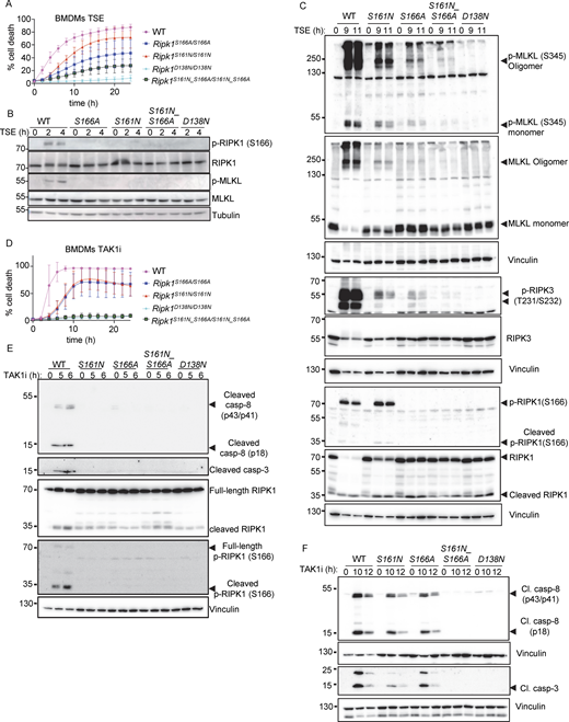 Combined S161N_S166A mutation reveals partially redundant functions of S161 and S166 phosphorylation in RIPK1 kinase activity–dependent cell death. (A) Graph depicting quantification of cell death in BMDMs from mice of the indicated genotypes treated with Emricasan (E, 5 µM), the SMAC mimetic compound birinapant (S, 1 µM), and TNF (T, 20 ng/ml). Graph shows the mean ± SEM of four independent experiments. (B and C) Immunoblots of BMDMs from mice of the indicated genotypes stimulated with TSE for 0, 2, and 4 h or for 0, 9, and 11 h. Representative of three independent experiments. (D) Graph depicting quantification of cell death in BMDMs from mice of the indicated genotypes treated with TAK1 inhibitor (TAK1i, 0.25 µM). Graph shows mean ± SEM of four independent experiments. (E and F) Immunoblots of BMDMs from mice of the indicated genotypes stimulated with TAK1i for 0, 5, and 6 h or for 0, 10, and 12 h. Representative of two independent experiments. Source data are available for this figure: SourceData F3.