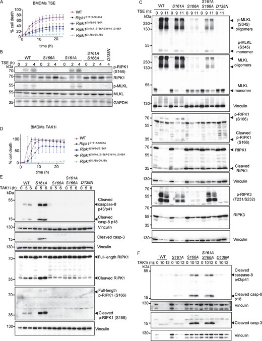 S161A mutation partially counteracted the inhibitory effect of S166A mutation on RIPK1 kinase activity–dependent cell death. (A) Graph depicting quantification of cell death in BMDMs from mice of the indicated genotypes treated with Emricasan (E, 5 µM), the SMAC mimetic compound birinapant (S, 1 µM), and TNF (T, 20 ng/ml). Graph shows the mean ± SEM of four independent experiments. (B) Immunoblots of BMDMs from mice of the indicated genotypes stimulated with TSE for 0, 2, and 4 h. Representative of three different experiments (C) Immunoblots of BMDMs from mice of the indicated genotypes stimulated with TSE for 0, 9, and 11 h. Representative of two independent experiments. (D) Graph depicting quantification of cell death in BMDMs from mice of the indicated genotypes treated with TAK1 inhibitor (TAK1i, 0.25 µM). Graph shows mean ± SEM of four independent experiments. (E) Immunoblots of BMDMs from mice of the indicated genotypes stimulated with TAK1i for 0, 5, and 6 h. Representative of two independent experiments. (F) Immunoblots of BMDMs from mice of the indicated genotypes stimulated with TAK1i for 0, 10, and 12 h. Representative of two independent experiments. Source data are available for this figure: SourceData F4.