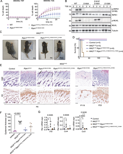 Phosphomimetic S161E mutation is sufficient to confer necroptosis sensitivity in the absence of S166 phosphorylation. (A) Graphs depicting quantification of cell death in BMDMs from mice of the indicated genotypes treated with TNF or with combinations of TNF (T, 20 ng/ml), Emricasan (E, 5 µM), and the SMAC mimetic compound birinapant (S, 1 µM). Graphs show mean ± SEM of at least three independent experiments. (B) Immunoblots of BMDMs from mice of the indicated genotypes stimulated with TSE for 0, 2, and 4 h. Representative of three independent experiments. (C) Representative photographs of IKK2E-KO (n = 7), IKK2E-KORipk1S166A/S166A (n = 6), and IKK2E-KORipk1S161E_S166A/S161E_S166A (n = 9) mice. (D) Kaplan–Meier survival curve of mice with the indicated genotypes. (E) Representative images of sections from back skin of mice with the indicated genotypes stained with H&E or immunostained for K6 (scale bars = 100 µm; control n = 7, IKK2E-KOn = 7, IKK2E-KORipk1S166A/S166An = 4, IKK2E-KORipk1S161E_S166A/S161E_S166An = 4) at P8, P23, and P119. (F) Graph depicting epidermal thickness of mice with the indicated genotypes. Each dot represents one mouse. Epidermal thickness was measured at P8. Mean ± SEM are shown. Statistical significance was determined using Kruskal–Wallis test. (G) Graphs depicting relative mRNA expression of the indicated cytokines in RNA from whole-skin tissue of mice of the indicated genotypes measured by qRT-PCR. Each dot represents one mouse. Mean ± SEM are shown. Statistical significance was determined using Kruskal–Wallis test. Control mice include Ikk2FL/FLK14CreWT/WT or Ikk2FL/WTK14CreTg/WT littermates with WT or mutant Ripk1 alleles. Source data are available for this figure: SourceData F5.