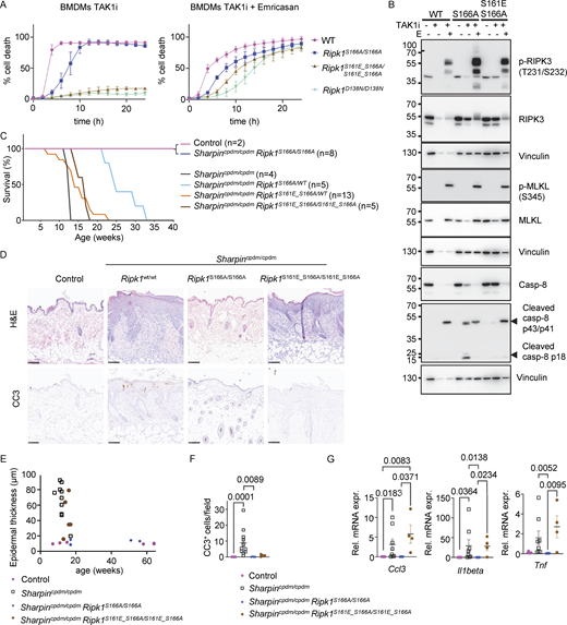 Phosphomimetic S161E mutation does not sensitize cells to RIPK1 kinase activity–dependent apoptosis in the absence of S166 phosphorylation. (A) Graphs depicting quantification of cell death in BMDMs from mice of the indicated genotypes treated with TAK1 inhibitor (TAK1i, 0.25 µM) alone and with a combination of TAK1i and Emricasan (5 µM). Graphs show mean ± SEM of three independent experiments. (B) Immunoblots of BMDMs from mice of the indicated genotypes stimulated with TAK1i with or without Emricasan (E, 5 µM). Representatives of two independent experiments. (C) Kaplan–Meier survival curve of mice with the indicated genotypes. (D) Representative images of sections from back skin of mice with the indicated genotypes stained with H&E or immunostained for CC3 (scale bars = 100 µm; control n = 5, Sharpincpdm/cpdmn = 10, Sharpincpdm/cpdmRipk1S166A/S166An = 4, Sharpincpdm/cpdmRipk1S161E_S166A/S161E_S166An = 4). (E) Graph depicting measurement of epidermal thickness of mice with the indicated genotypes. Each dot represents one mouse. (F) Graph showing the average amount of CC3+ cells per optical field in mice with the indicated genotypes. Mean ± SEM are shown. Each dot represents one mouse. Statistical significance was determined using Kruskal–Wallis test. (G) Graphs depicting relative mRNA expression of the indicated cytokines in RNA from whole-skin tissue of mice of the indicated genotypes measured by qRT-PCR. Each dot represents one mouse. Means ± SEM are shown. Statistical significance was determined using Kruskal–Wallis test. Control mice include Sharpincpdm/WT or SharpinWT/WT littermates with WT or mutant Ripk1 alleles. Source data are available for this figure: SourceData F6.