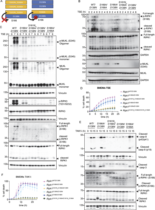 S161 and S166 cooperate to regulate RIPK1 kinase activation. (A) Schematic depicting the possible combinations of RIPK1 dimers in Ripk1S161N_S166A/D138N and in Ripk1S166A/D138N mice. Residue 166 on RIPK1 is labeled. (B) Immunoblots of BMDMs from mice of the indicated genotypes stimulated with TNF (T, 20 ng/ml), the SMAC mimetic compound birinapant (S, 1 µM), and Emricasan (E, 5 µM) (TSE) for 0, 2, 4, and 6 h. Representative of three independent experiments. (C) Immunoblots of BMDMs from mice of the indicated genotypes stimulated with TSE for 0, 7, or 9 h. Representative of two independent experiments. (D) Graph depicting quantification of cell death in BMDMs from mice of the indicated genotypes treated with TSE. Graph shows the mean ± SEM of seven independent experiments. (E) Immunoblots of BMDMs from mice of the indicated genotypes treated with TAK1 inhibitor (TAK1i, 0.25 µM) for 0, 13, and 15 h. Representative of two independent experiments. (F) Graph depicting quantification of cell death in BMDMs from mice of the indicated genotypes treated with TAK1i (0.25 µM). Graph shows the mean ± SEM of four independent experiments. Source data are available for this figure: SourceData F7.