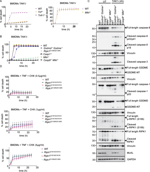 TAK1 inhibitor triggers caspase-8–dependent apoptosis induced by autocrine TNF-TNFR1 signaling in BMDMs. (A and B) Graphs depicting quantification of cell death in BMDMs from mice of the indicated genotypes treated with TAK1 inhibitor (TAK1i, 0.25 µM). Graphs show the mean ± SEM of at least two independent experiments. (C) Immunoblots of BMDMs from mice of the indicated genotypes either untreated (UT) or treated with TAK1i (0.25 µM) for 4 h. (D) Graph depicting quantification of cell death in BMDMs from mice of the indicated genotypes treated with a combination of TNF (T, 20 ng/ml) and the indicated amounts of CHX. Graphs show the mean ± SEM of four independent experiments. Source data are available for this figure: SourceData FS2.