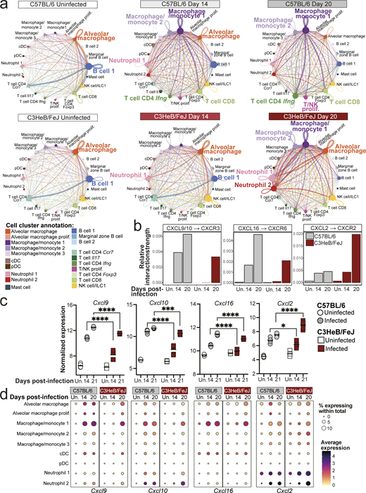 Myeloid–T cell chemokine interactions dominate lungs of C57BL/6 mice, while neutrophil recruitment is favored in TB-susceptible C3HeB/FeJ mice early during infection. Leukocyte clusters from our scRNA-seq dataset were subjected to CellChat analysis to infer cell–cell interactions, and expression of chemokine genes was examined in bulk and scRNA-seq data. (a) Circle plots showing predicted interaction strength between cell populations in the different conditions. Line colors indicate the inferred signal-sending population, line thickness is proportional to communication probability, and circle size is proportional to cell type/cluster abundance. (b) Bar plots showing the relative contribution of the indicated receptor/ligand pairs to total inferred interaction activity in each group. (c) DESeq2-normalized expression values of the indicated chemokine genes from bulk RNA-seq analysis of whole lung tissue. Points show individual replicate mice with lines at the mean. Statistical analysis: two-way ANOVA with Holm–Sidak post hoc test; *, P < 0.05; ***, P < 0.001; ****, P < 0.0001. (d) Dot plots showing expression of the indicated genes in myeloid cell populations in scRNA-seq data. Circle sizes represent the abundance of cells expressing the gene, as a percentage of total cells. Circle color is proportional to the mean expression of the gene within all cells in the cluster. Data in panels a, b, and d are from a single scRNA-seq experiment, with plots showing combined data from cells from N = 3 mice per group. Data in panel c are from a single bulk RNA-seq experiment with N = 5 mice per group. See also Data S1 and Fig. S2.